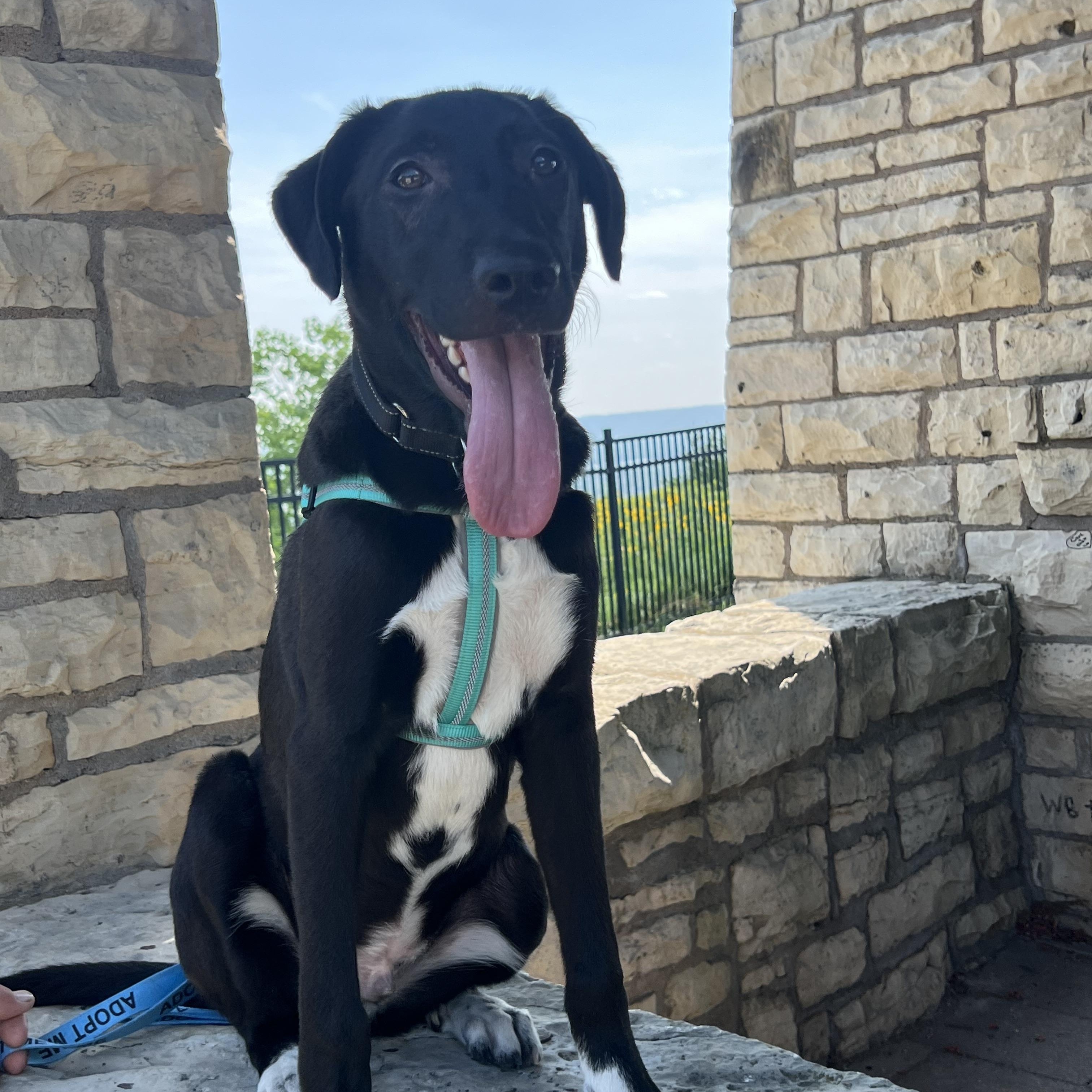 Tuxie, adopted, Young Male Black Labrador Retriever & Great Pyrenees.
