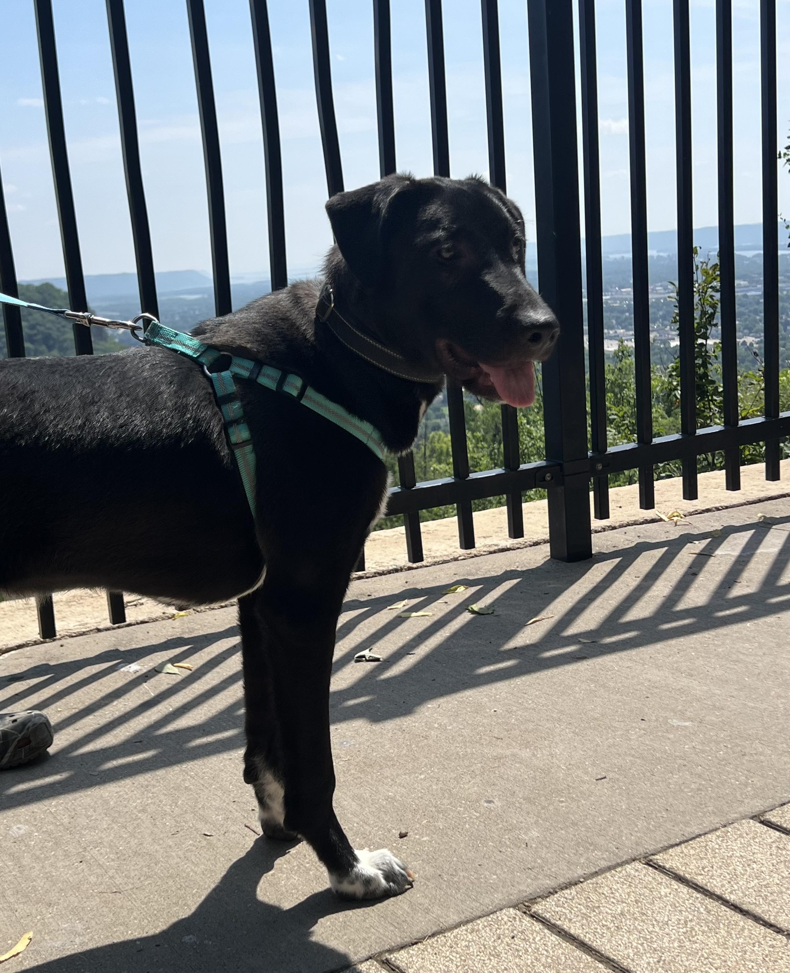 Tuxie, an adopted mixed breed in Holmen, WI image 4/6