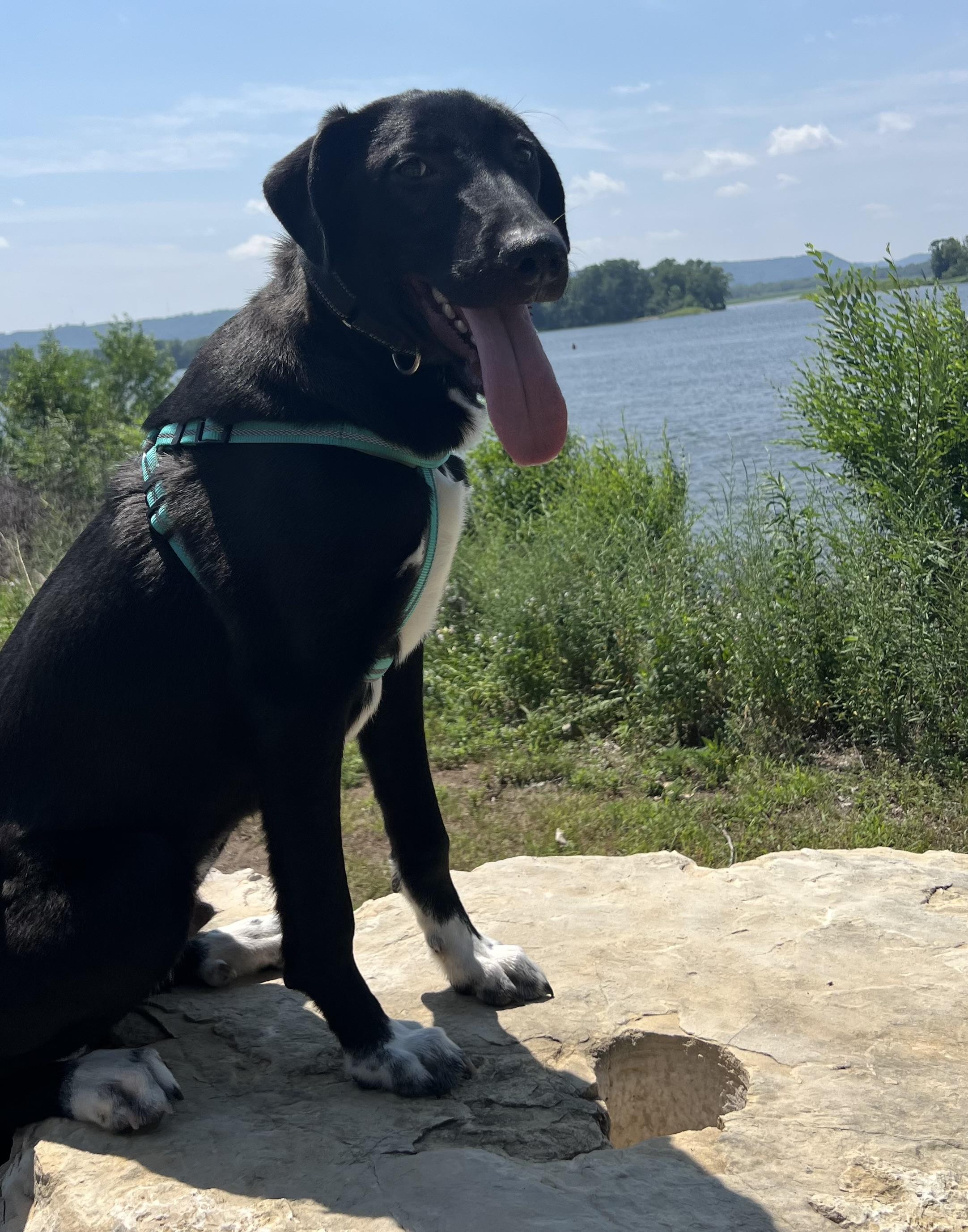 Tuxie, an adopted mixed breed in Holmen, WI image 6/6