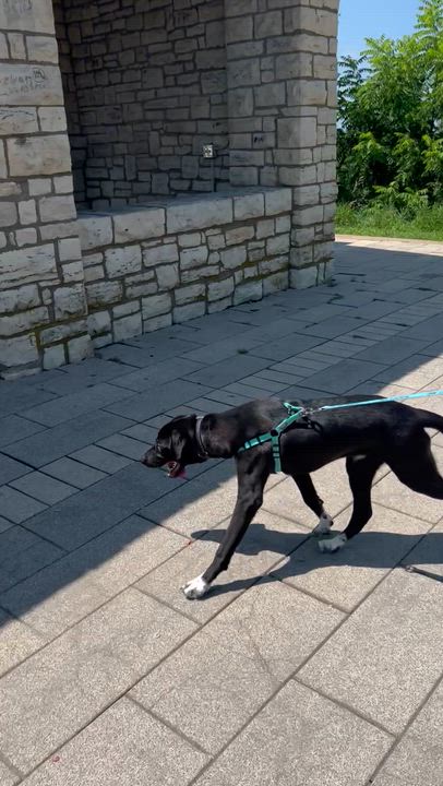 Enlarge Tuxie, an adopted mixed breed in Holmen, WI video 3/6