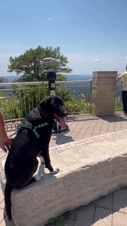 Enlarge Tuxie, an adopted mixed breed in Holmen, WI video 2/6