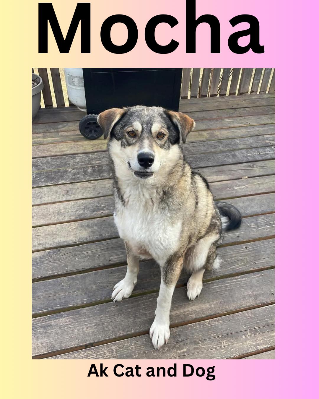 Mocha, Adoptable, Young Female Husky.
