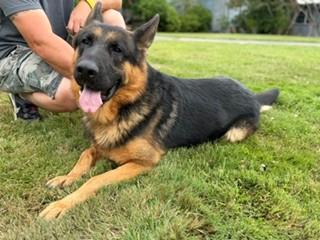 Enlarge Dodger, a Adopted German Shepherd Dog in Reedsport, OR image 2/6