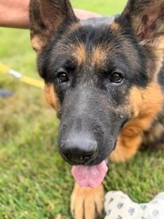 Enlarge Dodger, a Adopted German Shepherd Dog in Reedsport, OR image 3/6