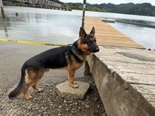 Enlarge Dodger, a Adopted German Shepherd Dog in Reedsport, OR image 5/6