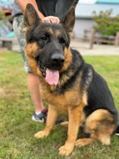 Enlarge Dodger, a Adopted German Shepherd Dog in Reedsport, OR image 1/6