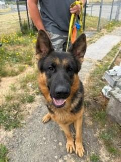 Enlarge Dodger, a Adopted German Shepherd Dog in Reedsport, OR image 4/6
