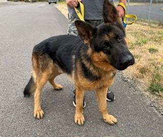 Enlarge Dodger, a Adopted German Shepherd Dog in Reedsport, OR image 6/6