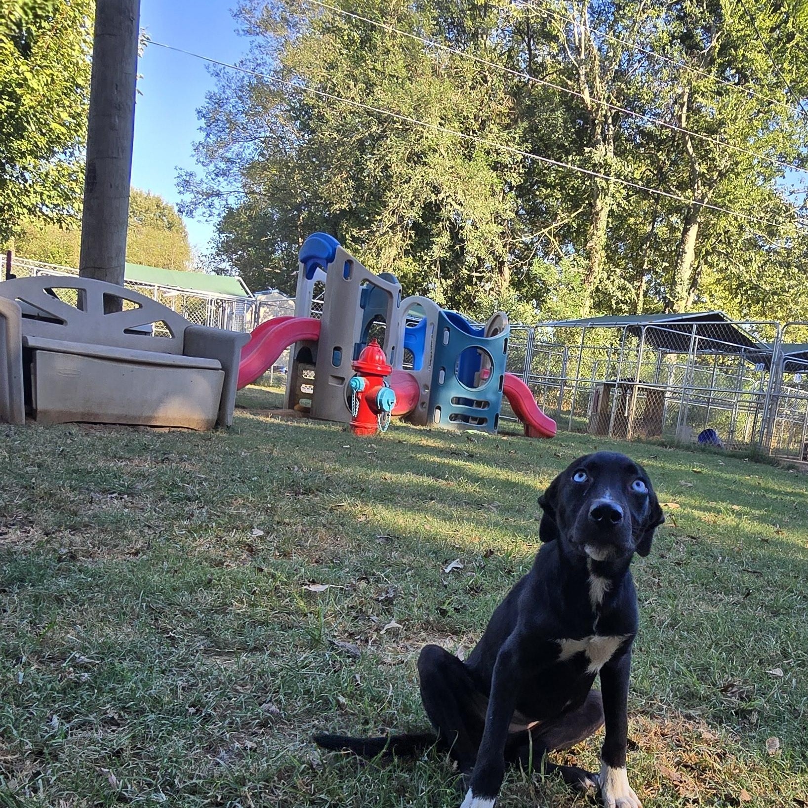 Enlarge Barbie, a Adoptable mixed breed in Athens, AL image 5/5