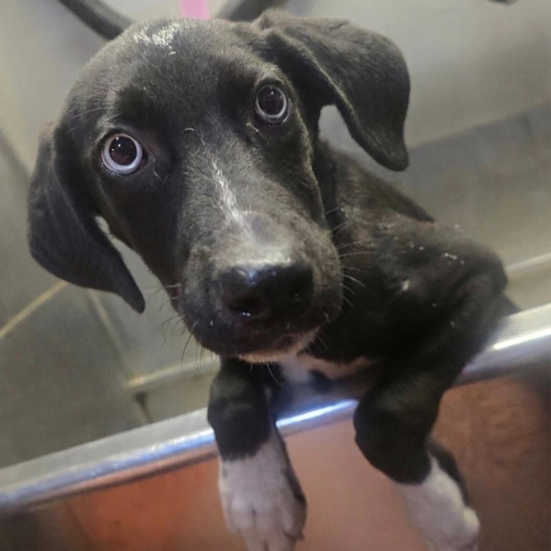 Enlarge Barbie, a Adoptable mixed breed in Athens, AL image 2/5