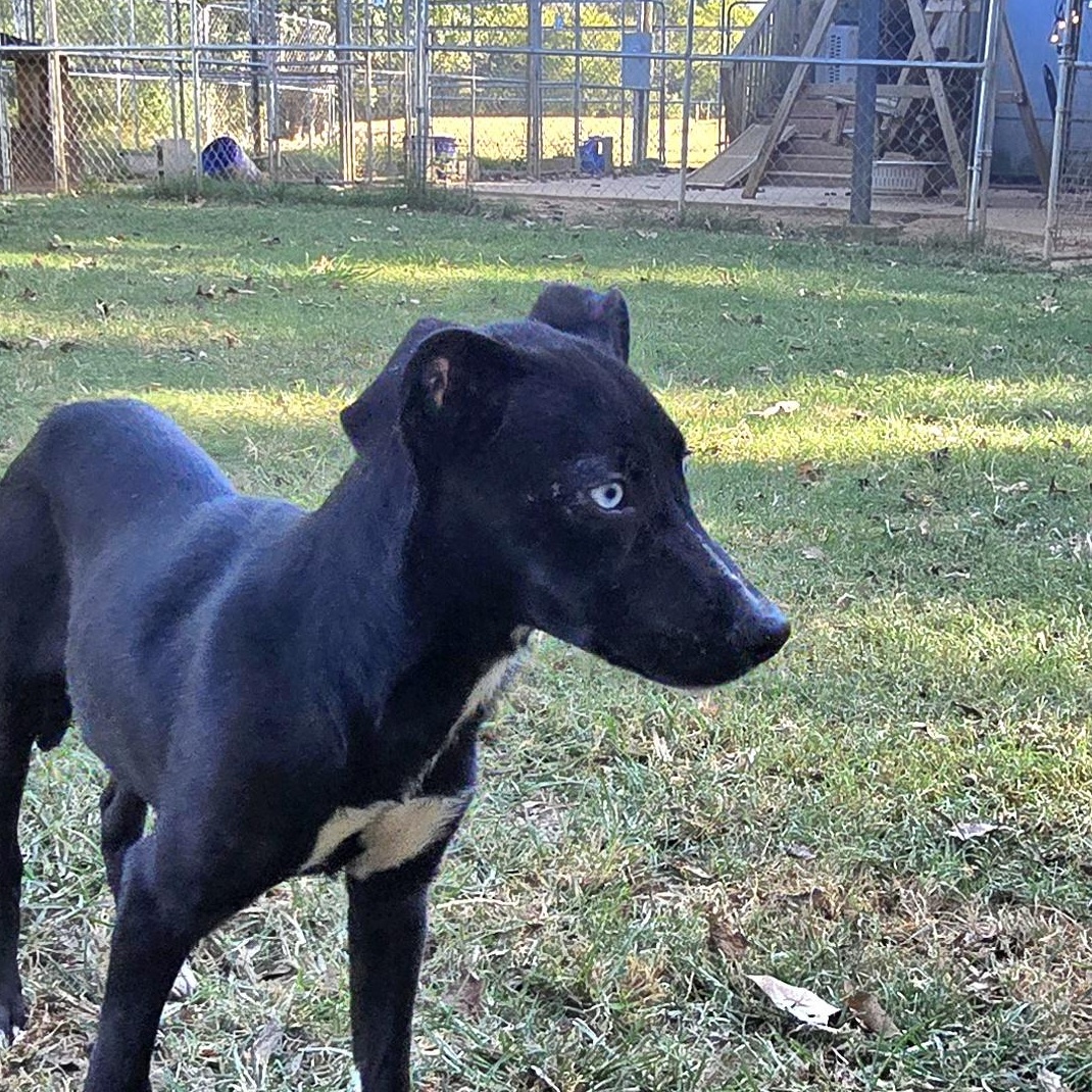 Barbie, ADOPTABLE, Puppy • Female, Border Collie & Beagle.