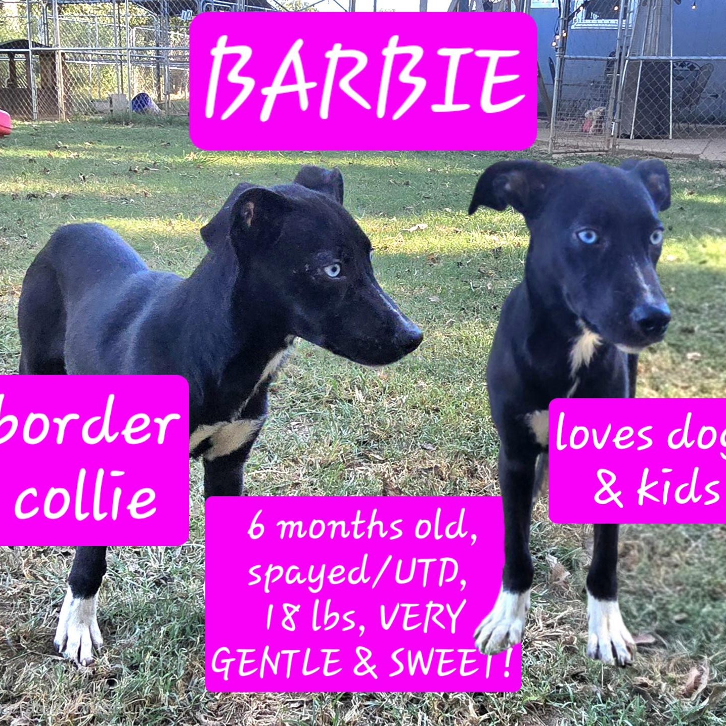 Enlarge Barbie, a Adoptable mixed breed in Athens, AL image 3/5
