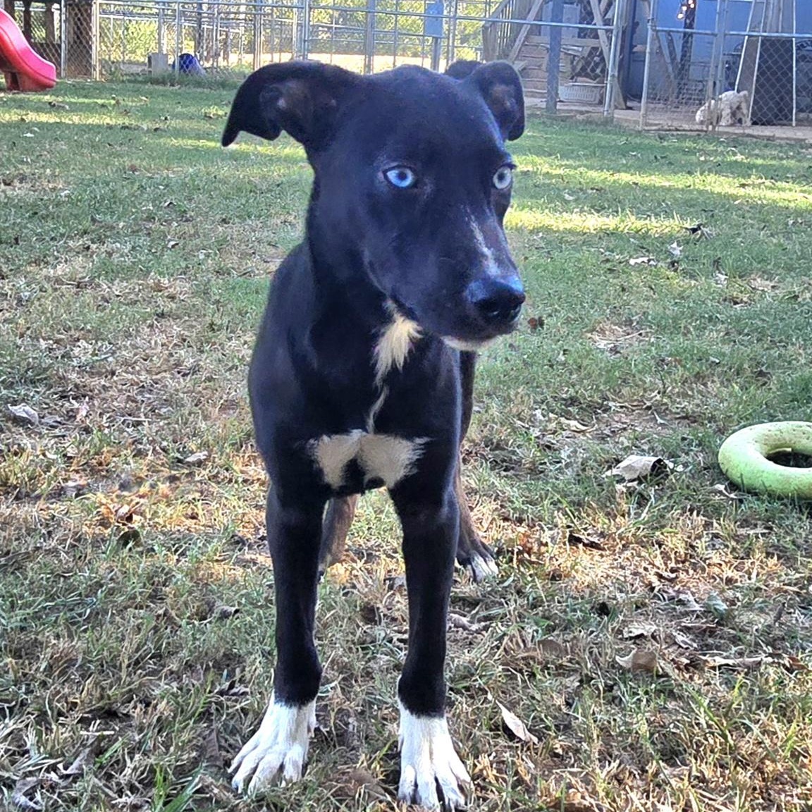 Enlarge Barbie, a Adoptable mixed breed in Athens, AL image 4/5