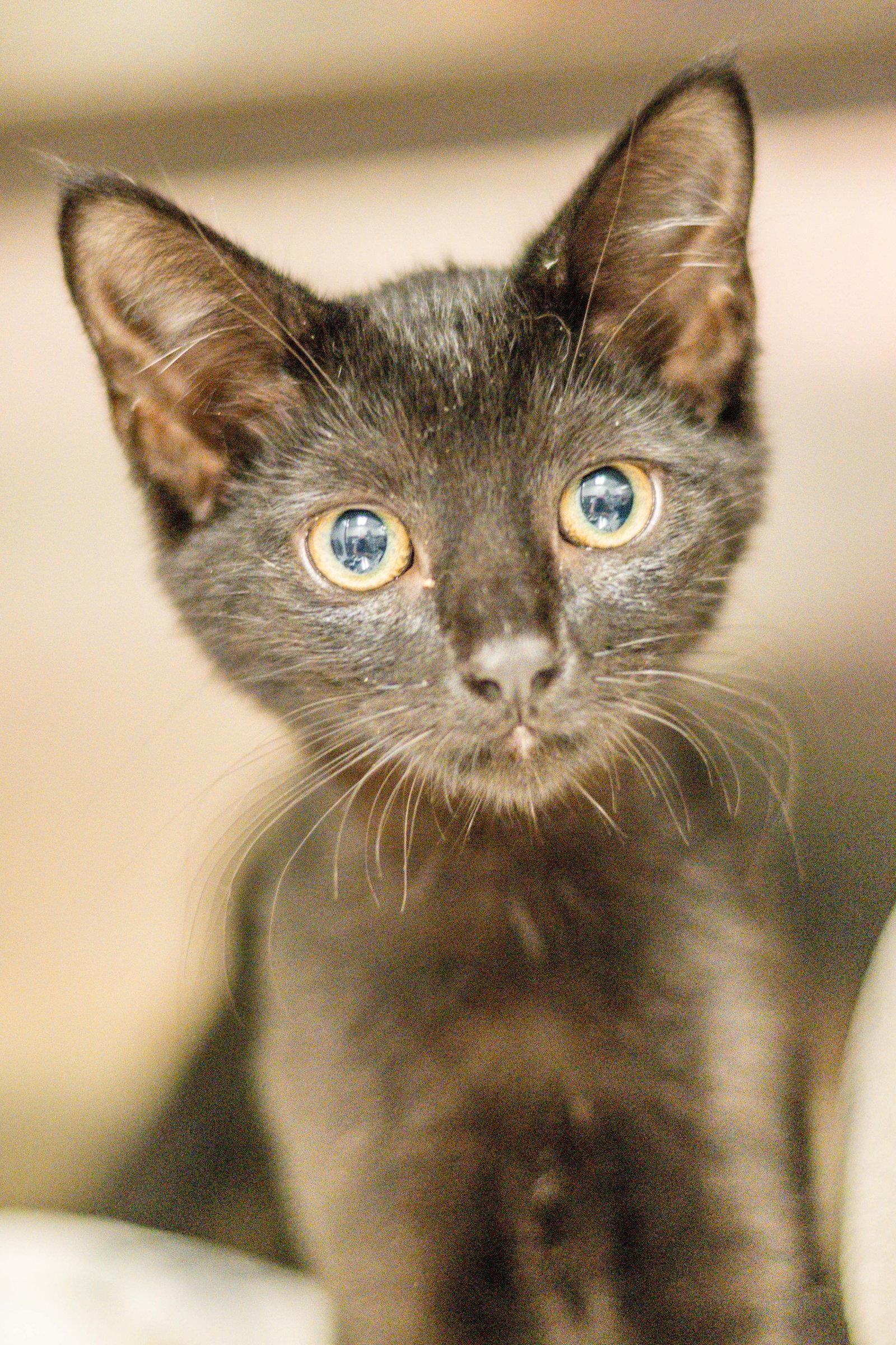 Irene, Adoptable, Kitten Female Domestic Short Hair.
