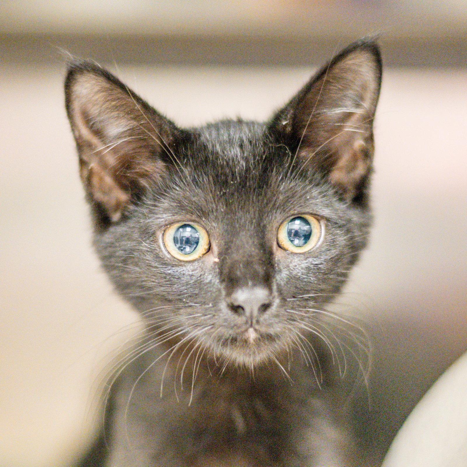 Enlarge Irene, a Adoptable Domestic Short Hair in Hilton Head Island, SC image 2/3