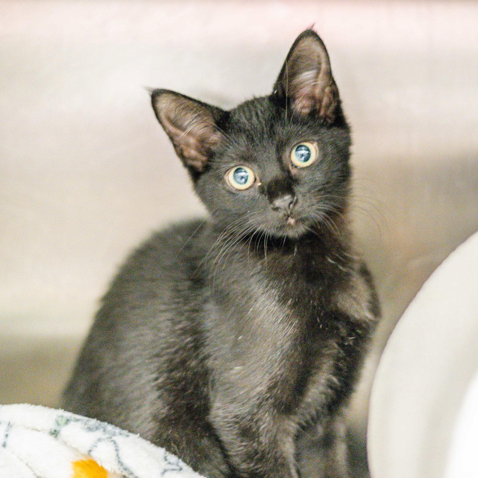 Enlarge Irene, a Adoptable Domestic Short Hair in Hilton Head Island, SC image 3/3