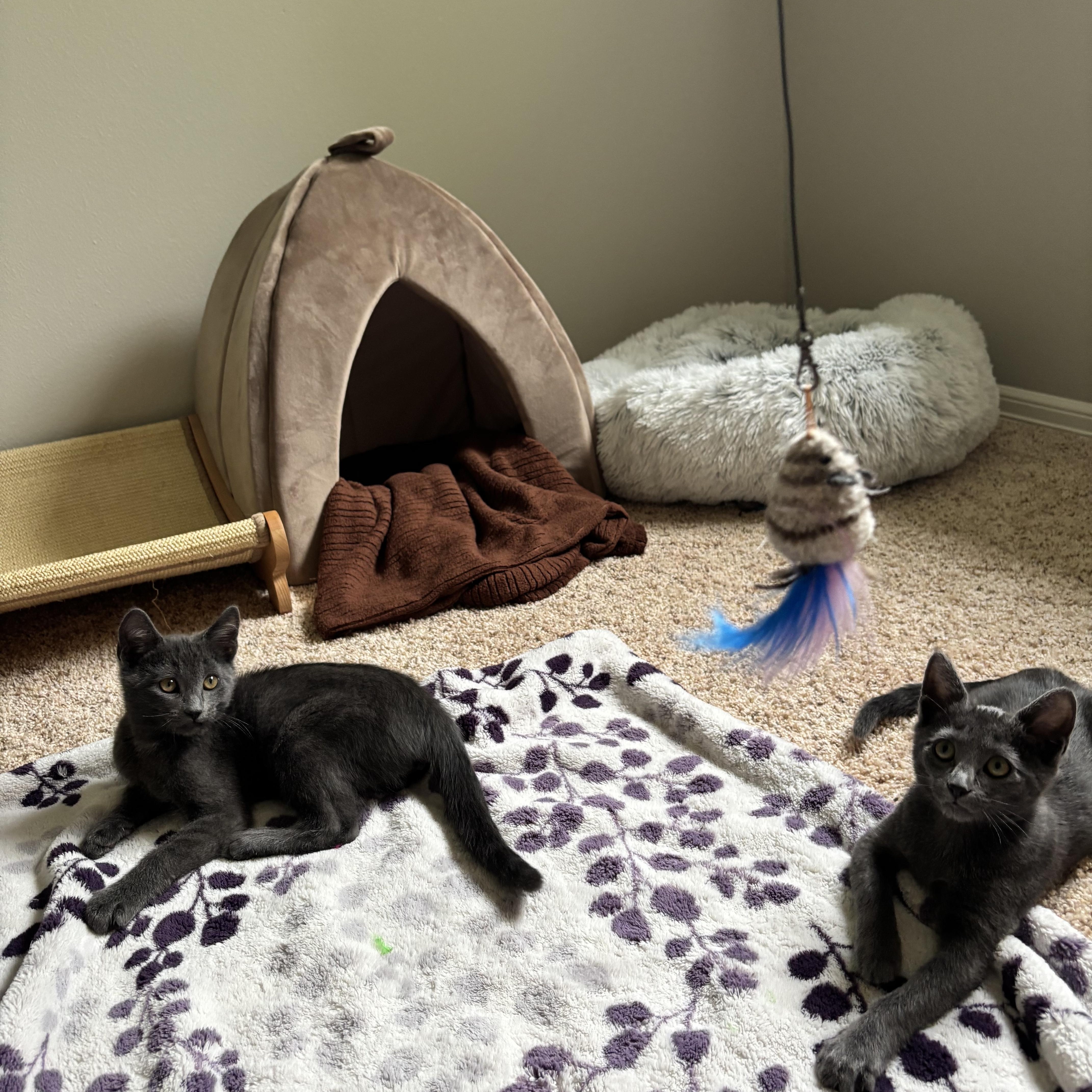 Enlarge Bana and Ben (bonded pair), a ADOPTABLE mixed breed in Woodinville, WA image 5/6