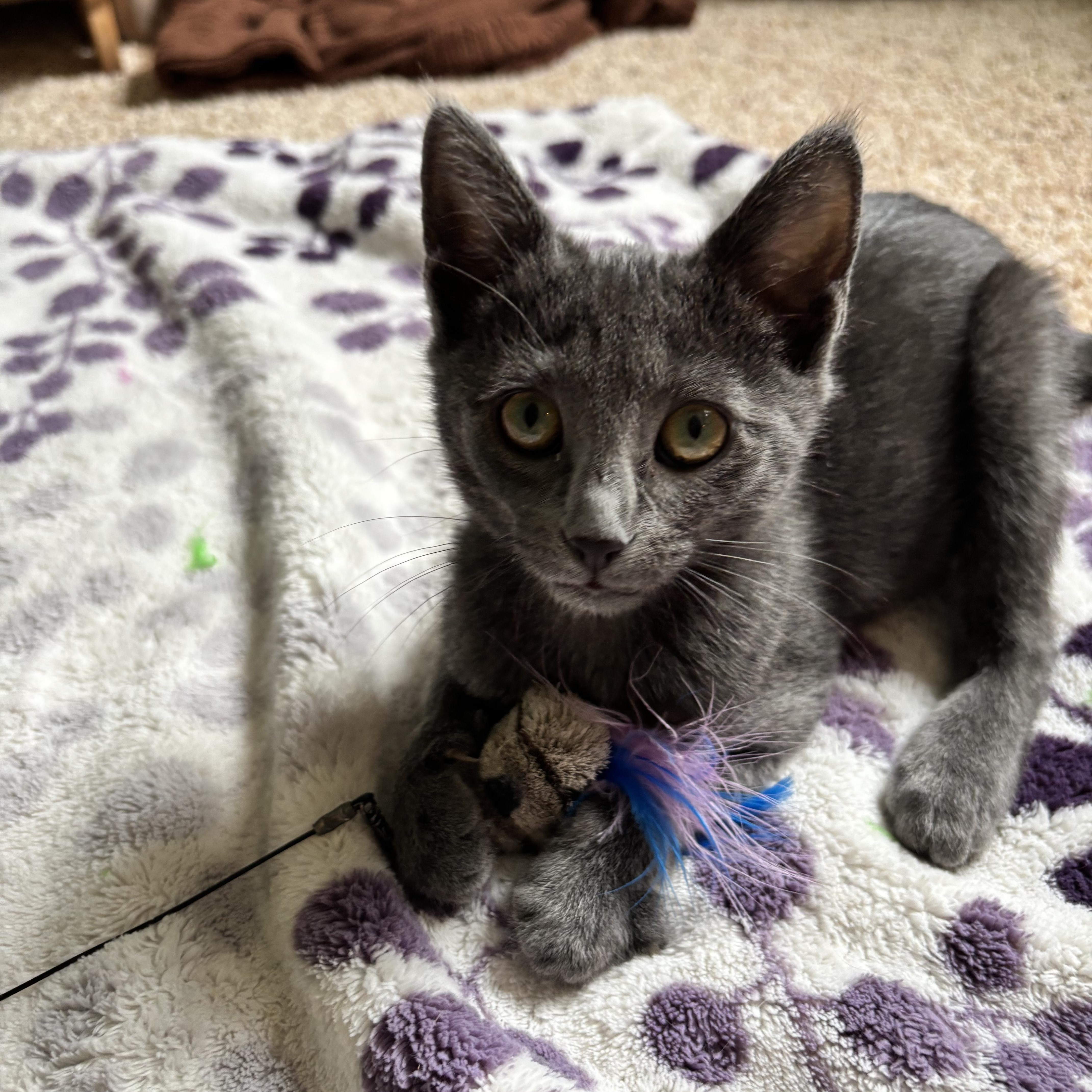 Enlarge Bana and Ben (bonded pair), a ADOPTABLE mixed breed in Woodinville, WA image 6/6