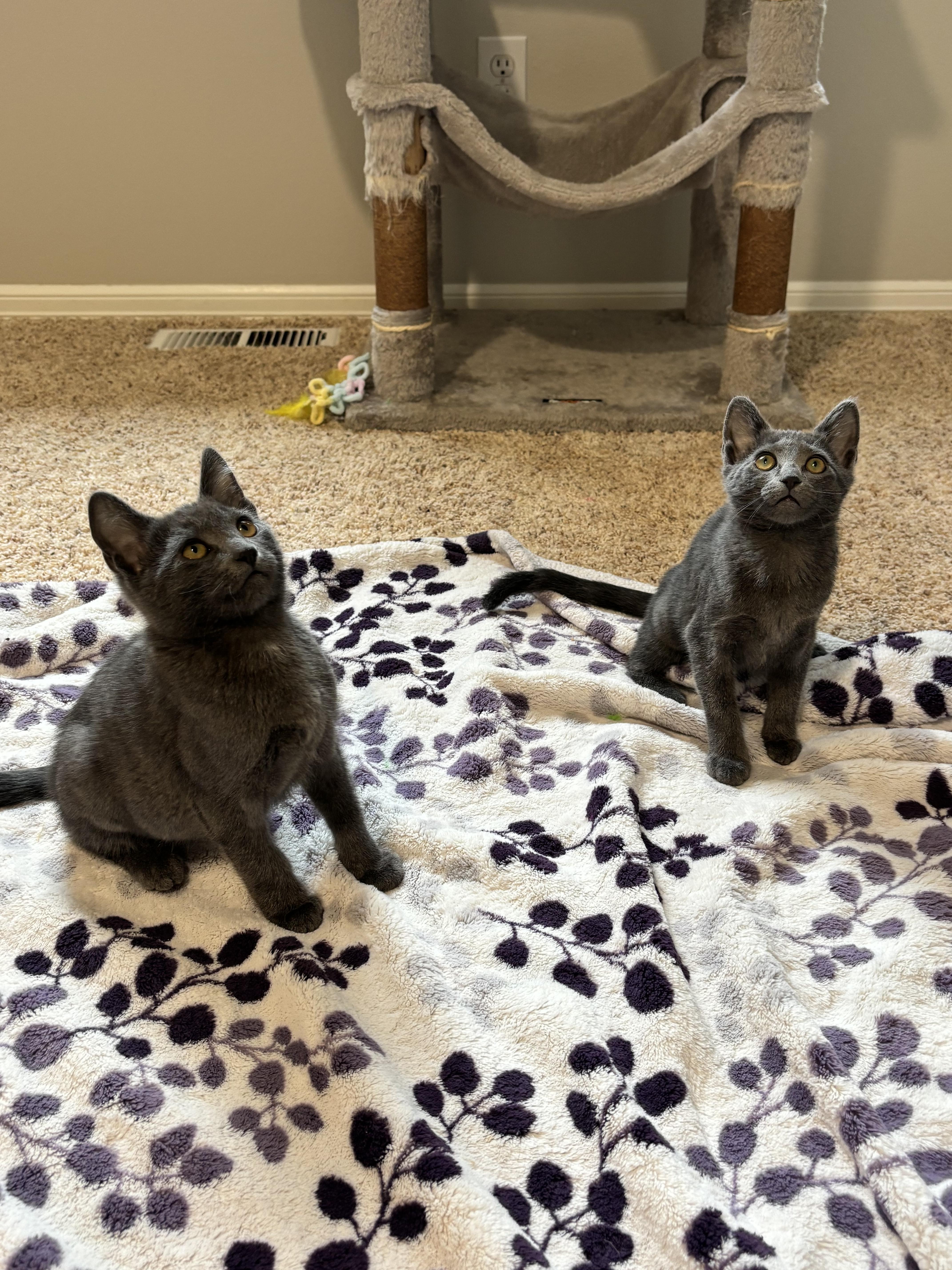 Enlarge Bana and Ben (bonded pair), a ADOPTABLE mixed breed in Woodinville, WA image 4/6