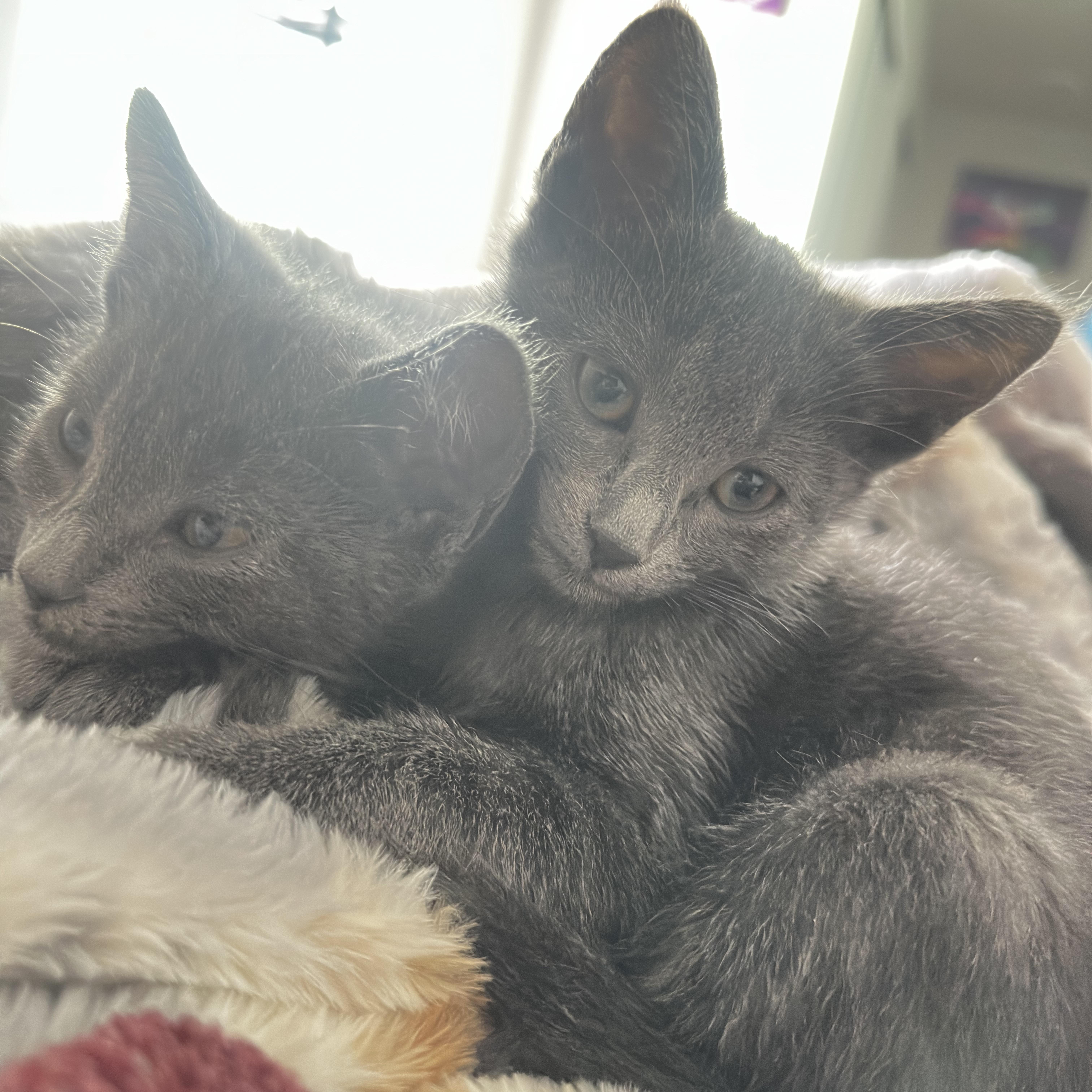 Enlarge Bana and Ben (bonded pair), a ADOPTABLE mixed breed in Woodinville, WA image 1/6