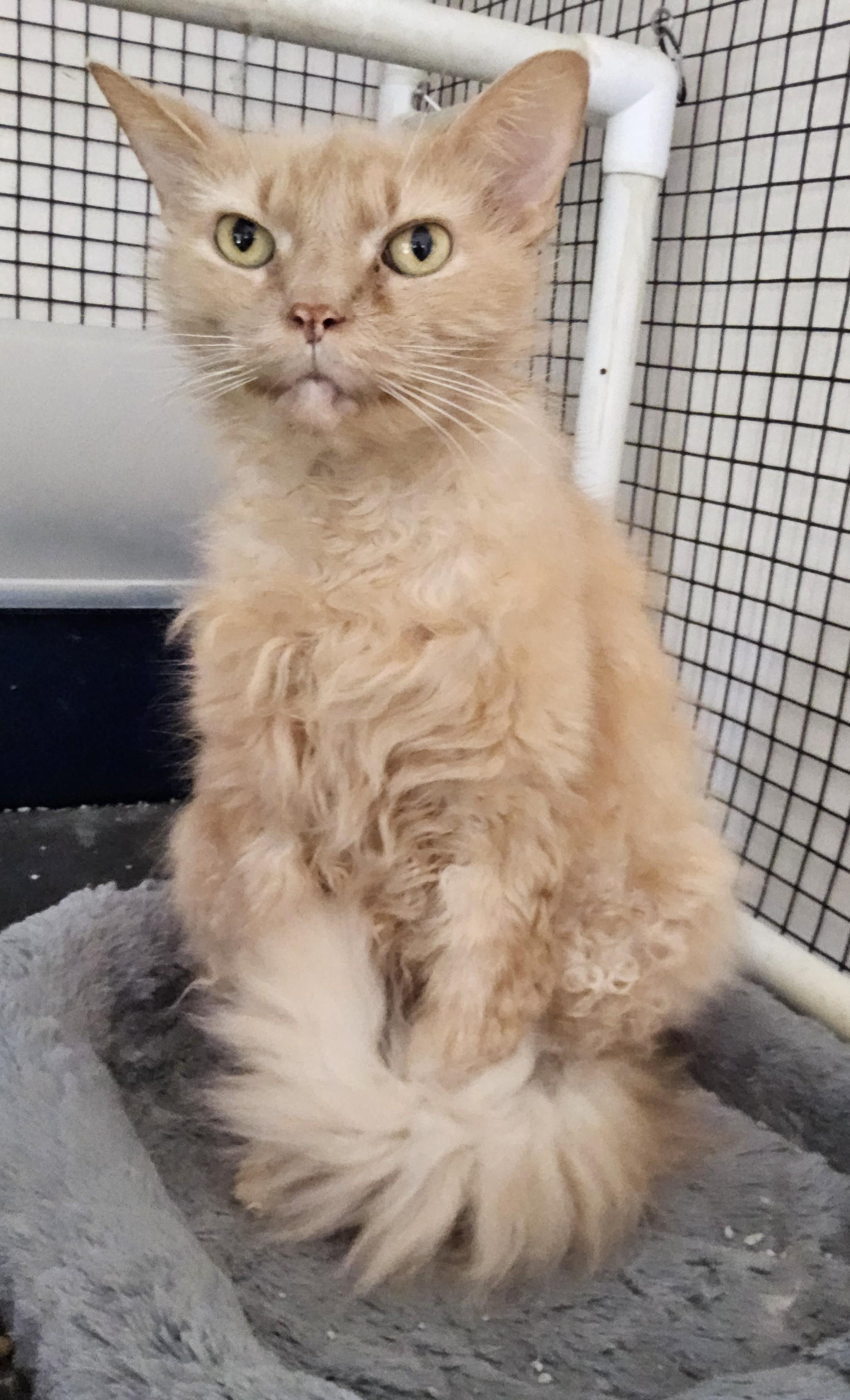 Enlarge Winry, a Adopted mixed breed in Westfield, IN image 1/1