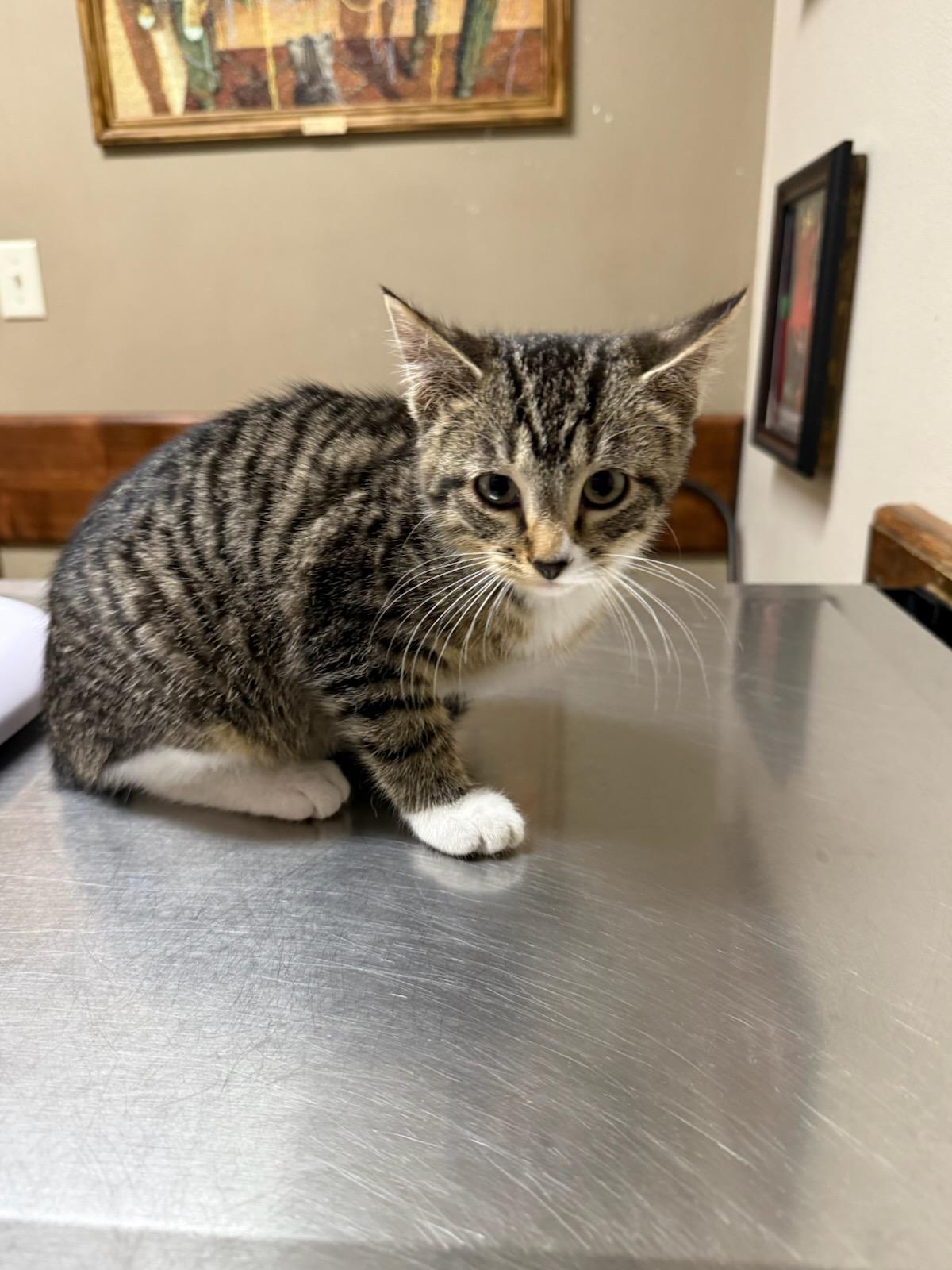 Enlarge Christopher, an adopted Domestic Short Hair in Cottonwood, MN image 2/2