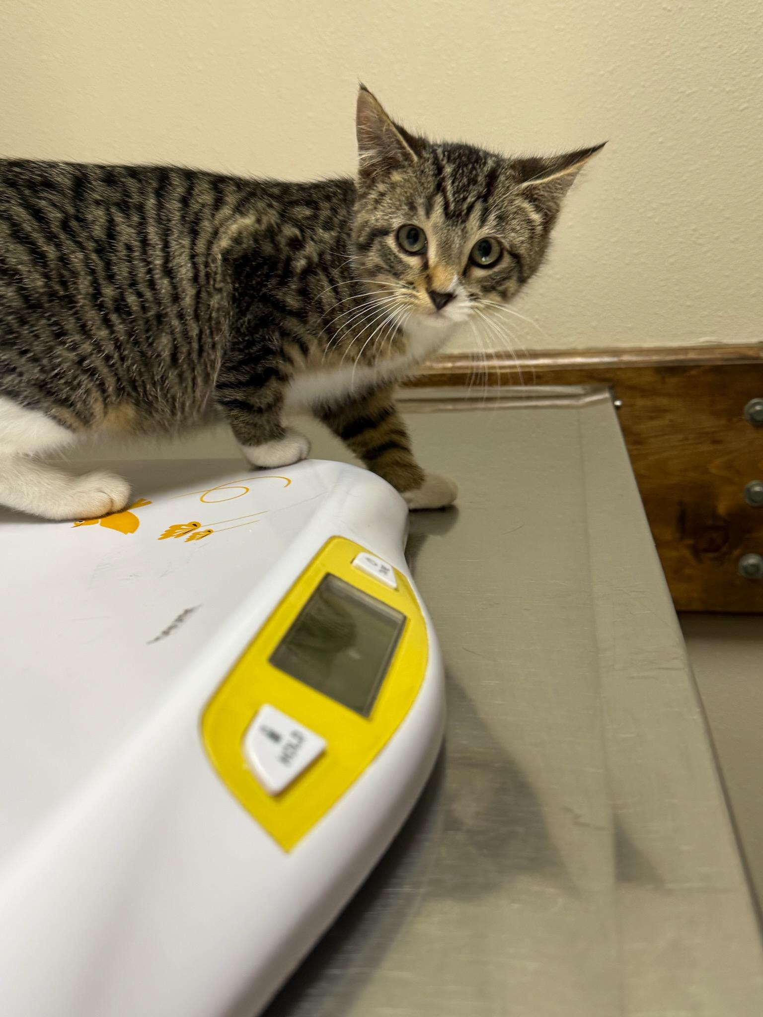 Christopher, adopted, Young Male Domestic Short Hair.