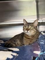 Enlarge Dana, a ADOPTABLE Domestic Short Hair in Manitowoc, WI image 1/1