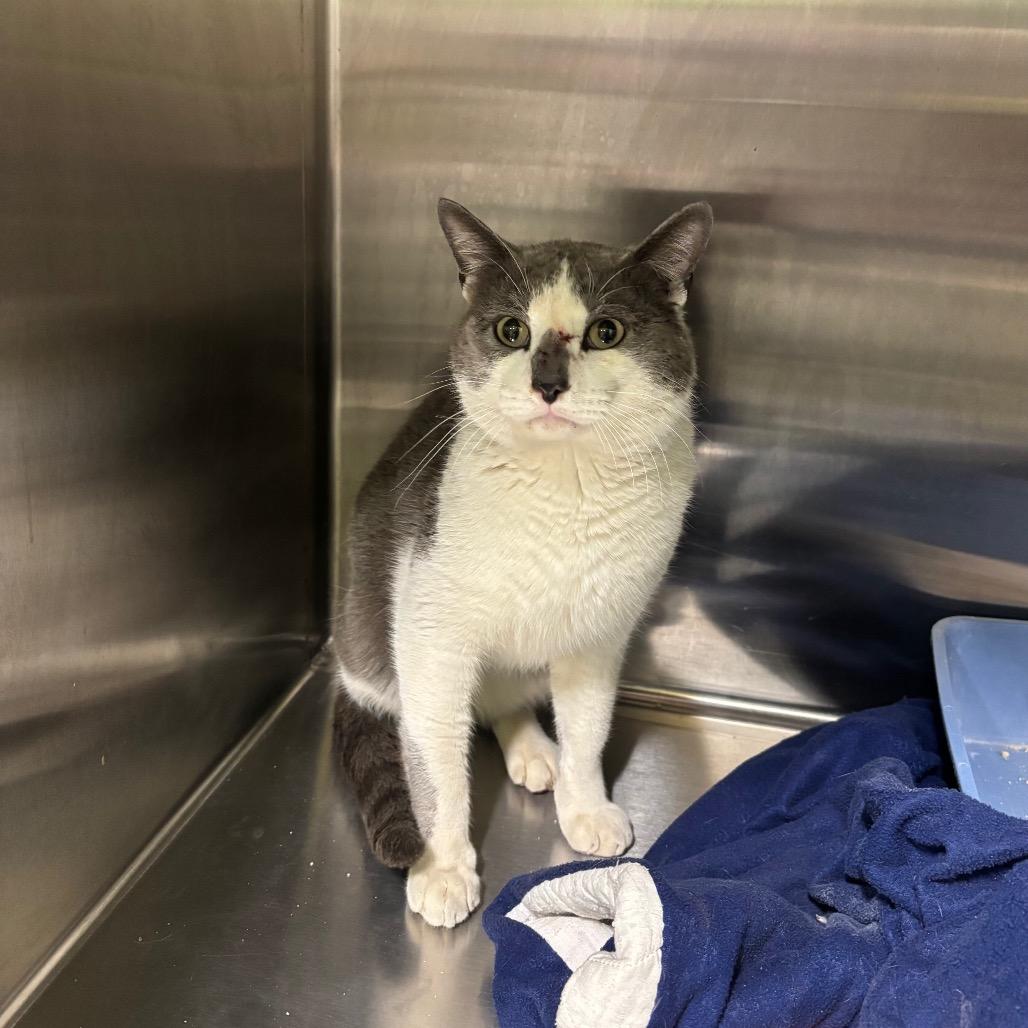 Tommy, Adoptable, Adult Male Domestic Short Hair.