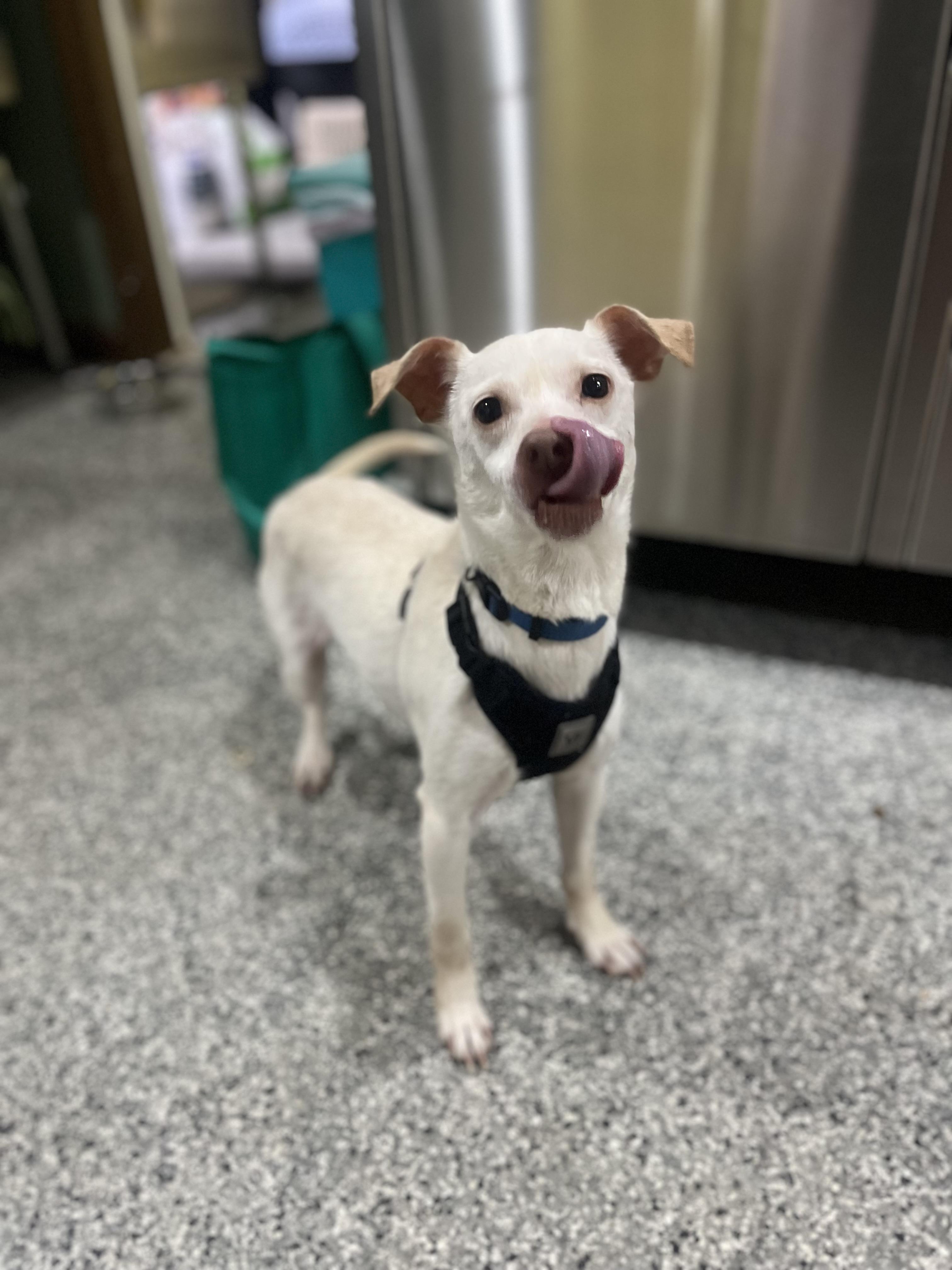 Enlarge Butters, a Adoptable mixed breed in Blackstone, MA image 6/6