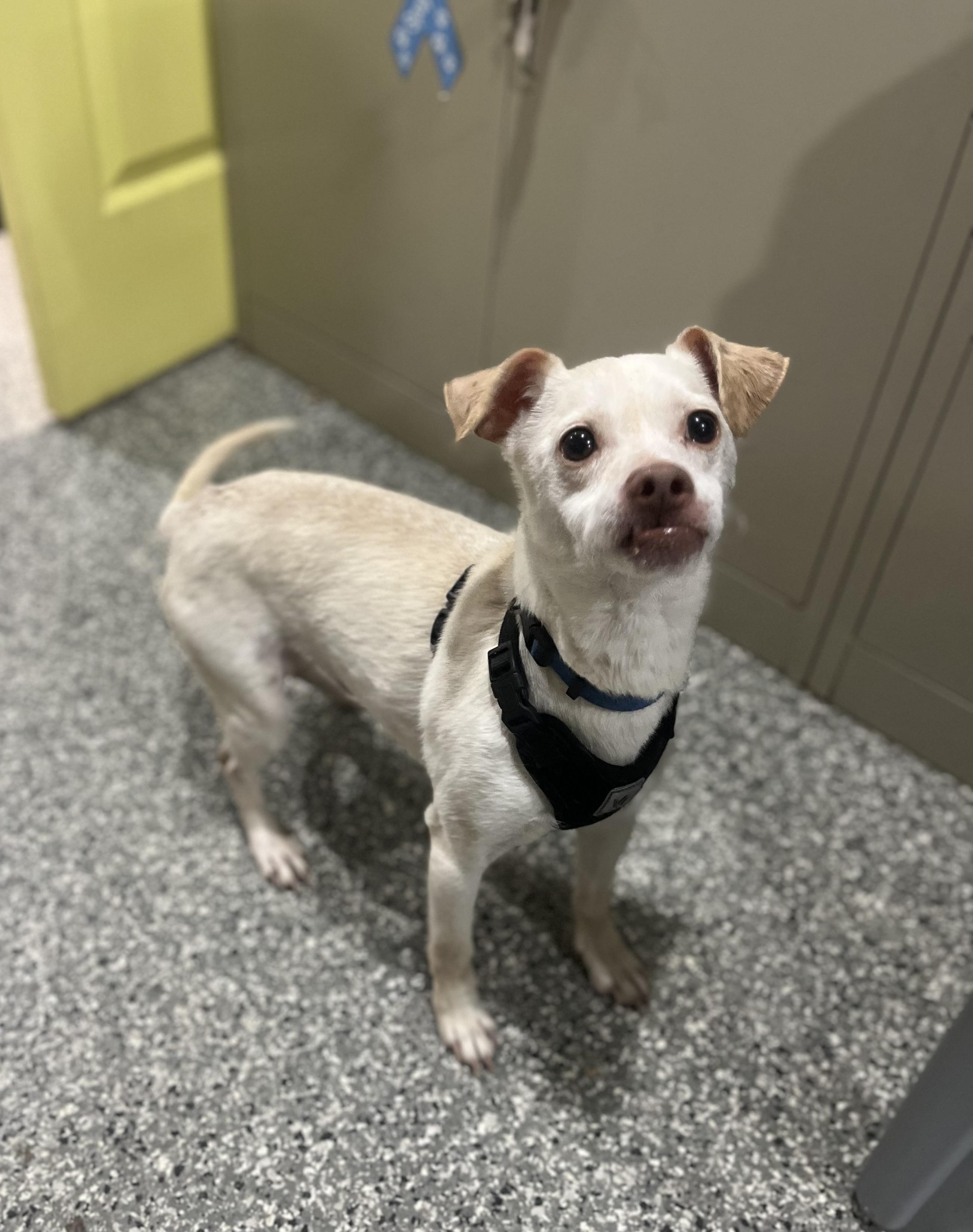 Enlarge Butters, a Adoptable mixed breed in Blackstone, MA image 2/6