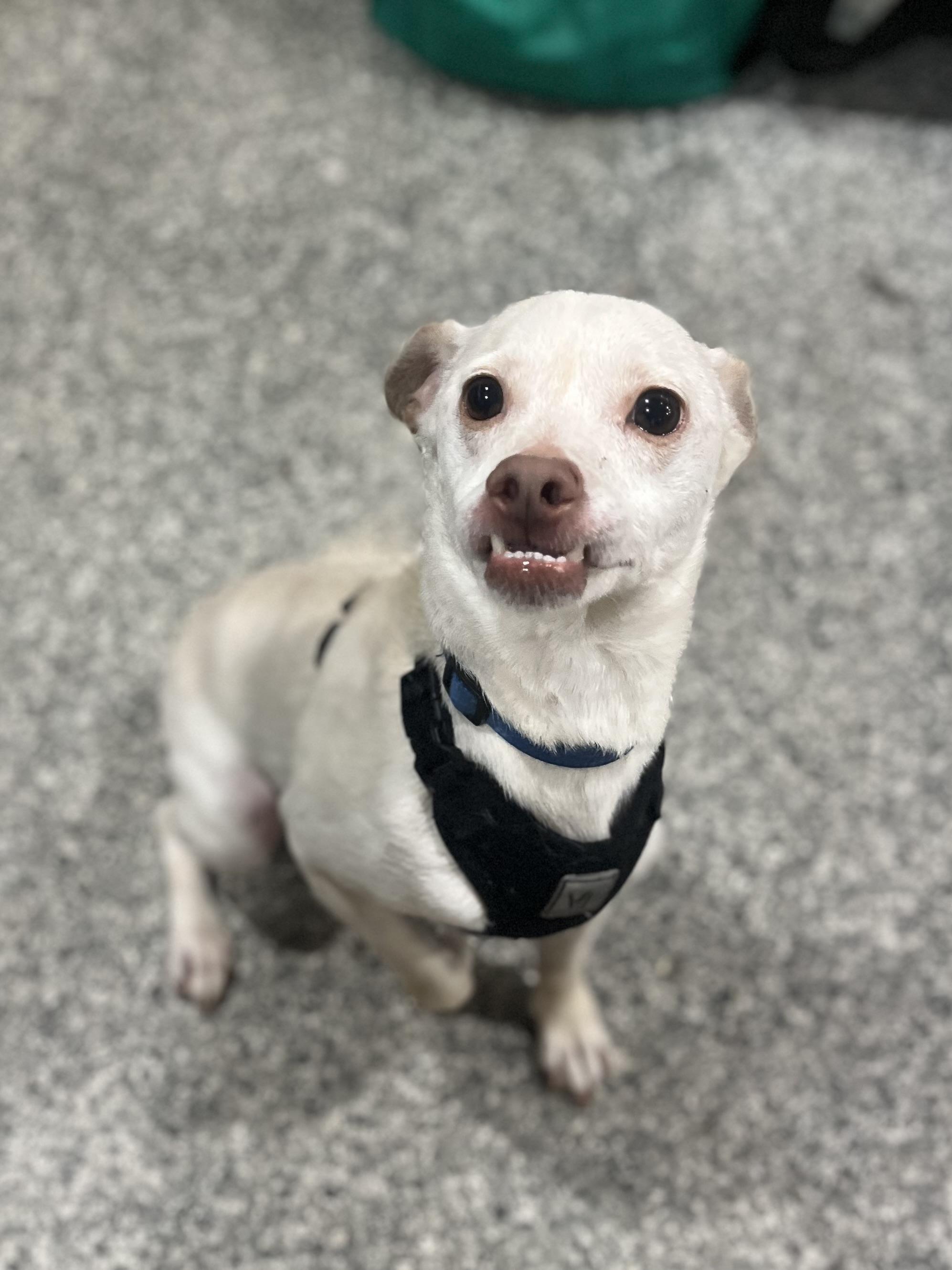 Enlarge Butters, a Adoptable mixed breed in Blackstone, MA image 4/6