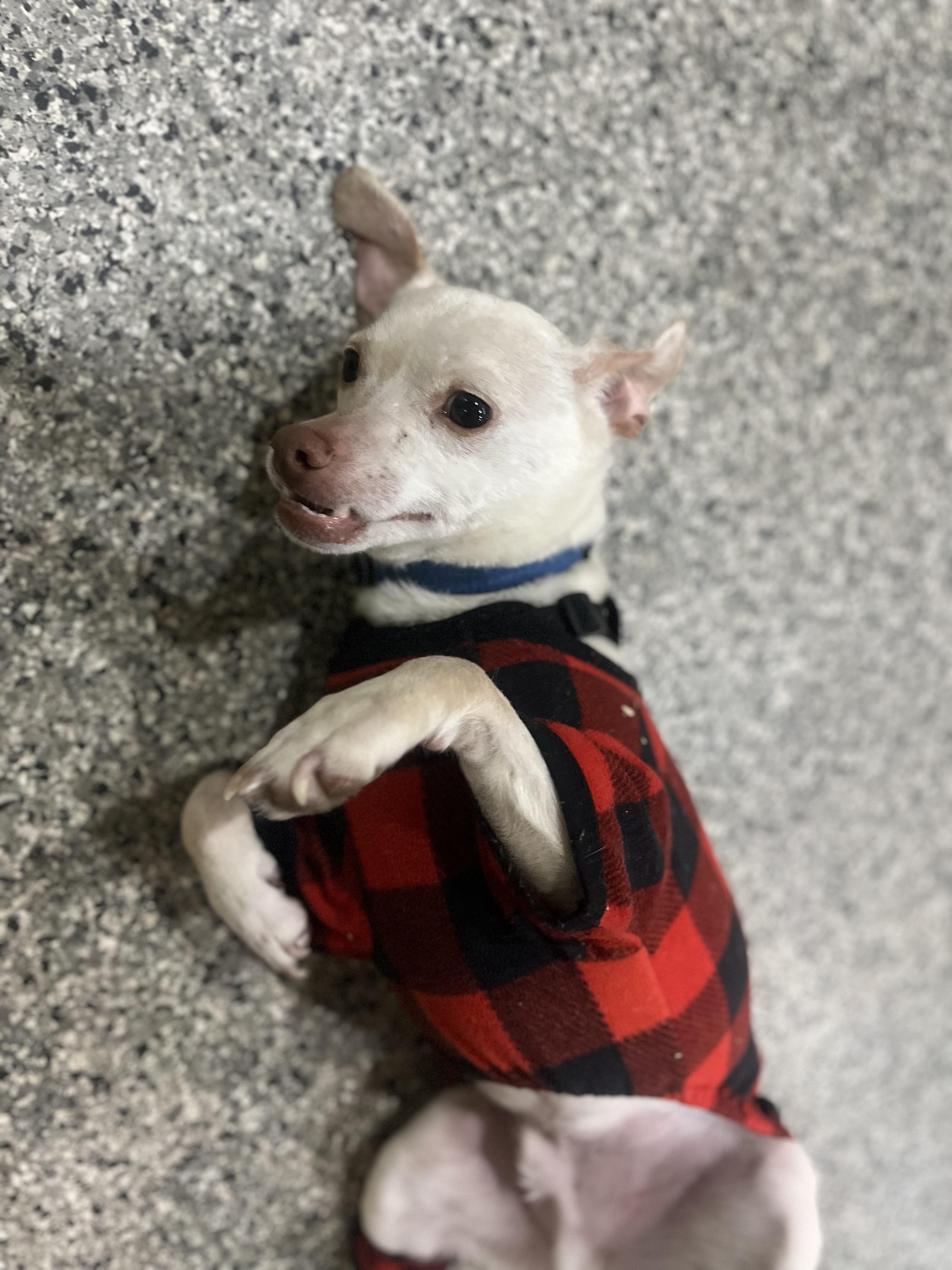 Enlarge Butters, a Adoptable mixed breed in Blackstone, MA image 5/6