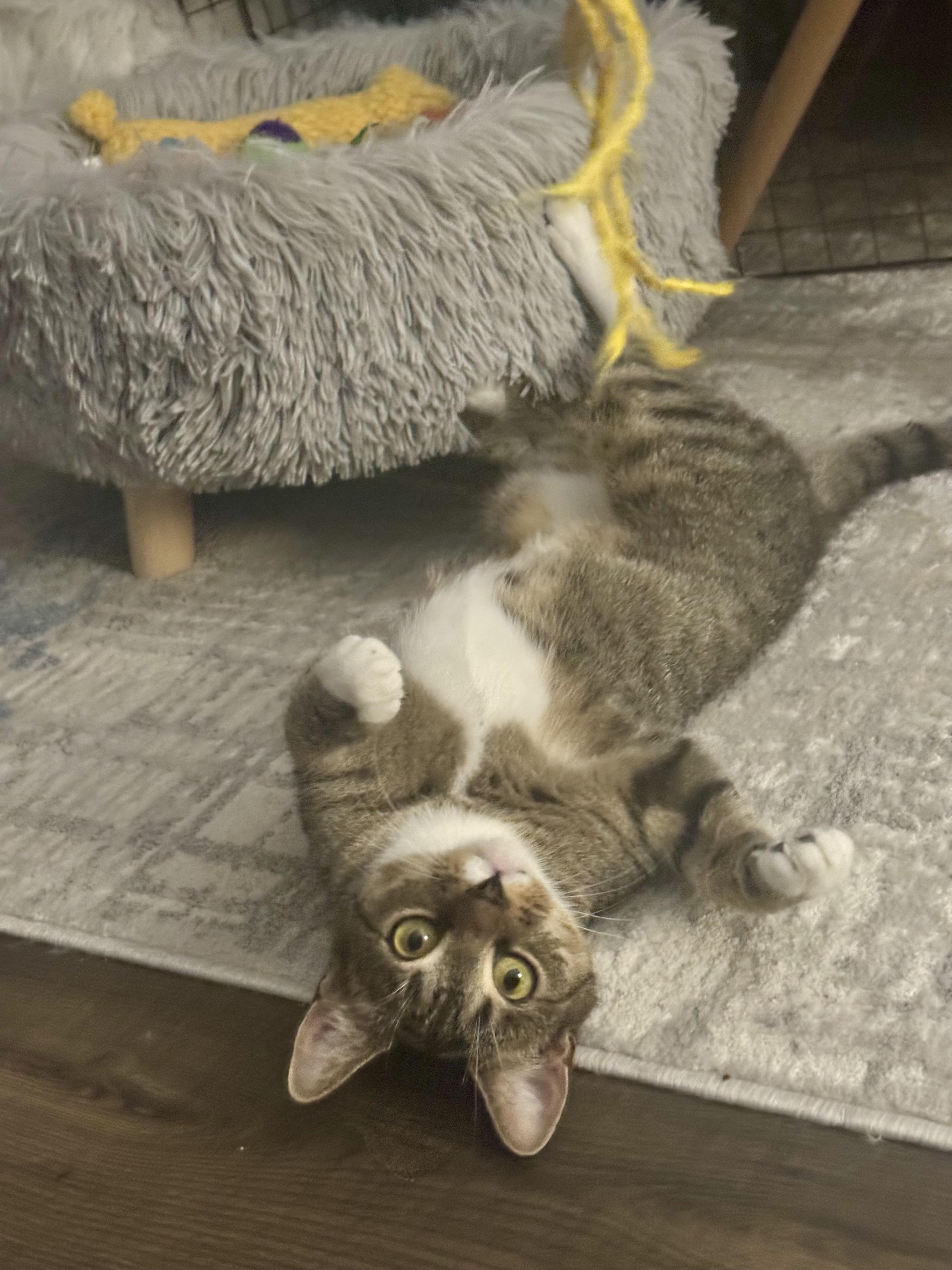 Enlarge Cranberry, a Adoptable Domestic Short Hair in Sturbridge, MA image 2/5