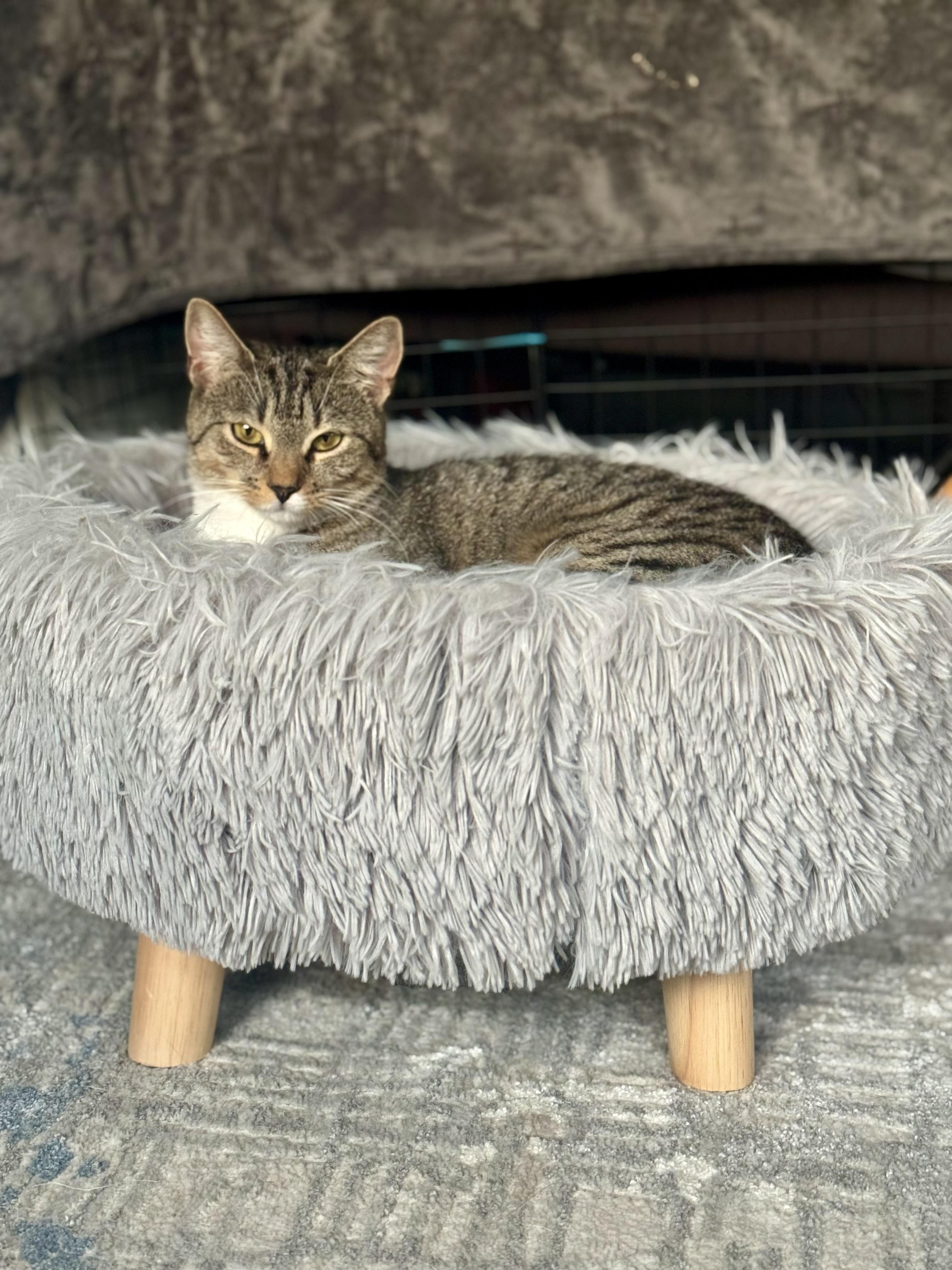 Cranberry, Adoptable, Young Female Domestic Short Hair.
