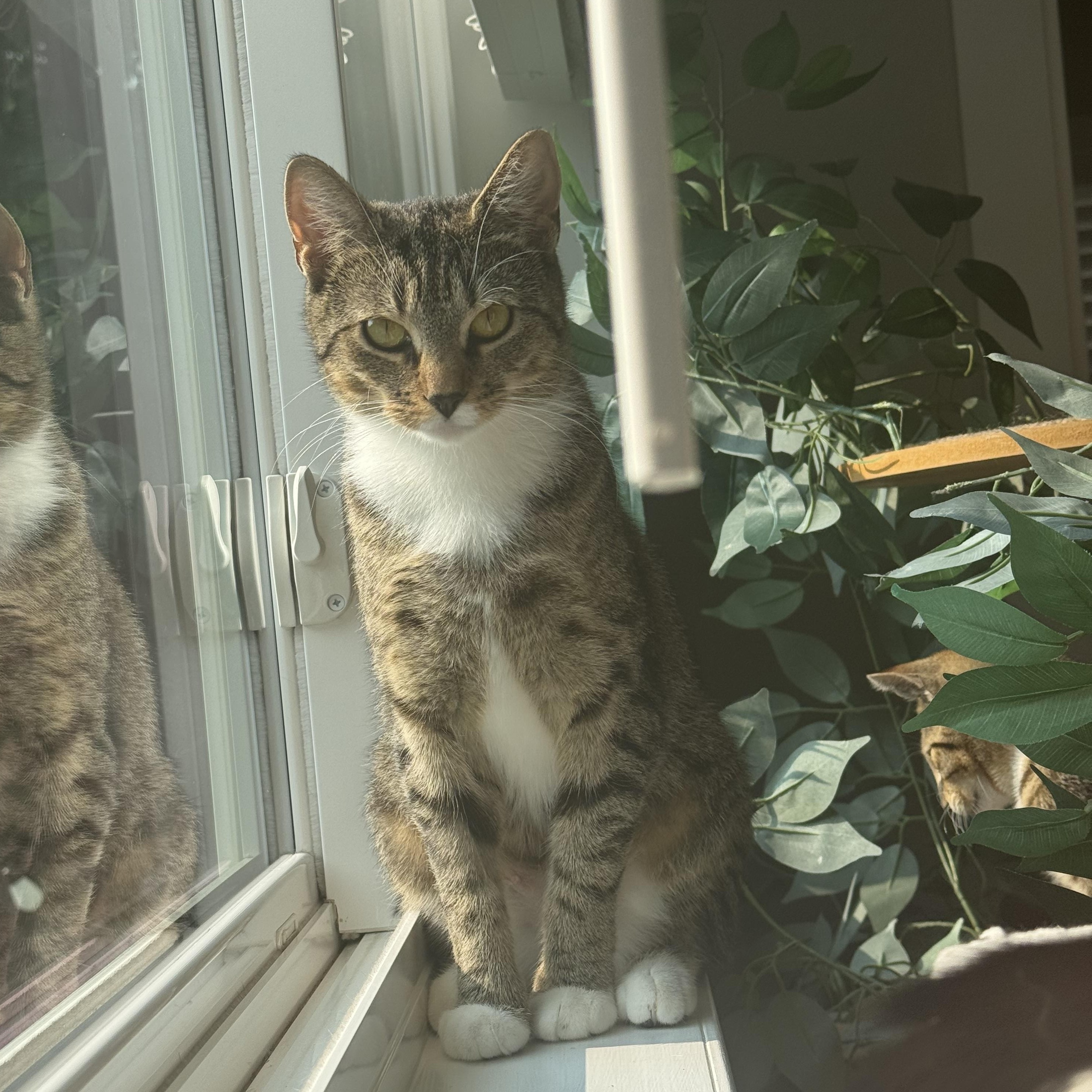 Enlarge Cranberry, a Adoptable Domestic Short Hair in Sturbridge, MA image 4/5