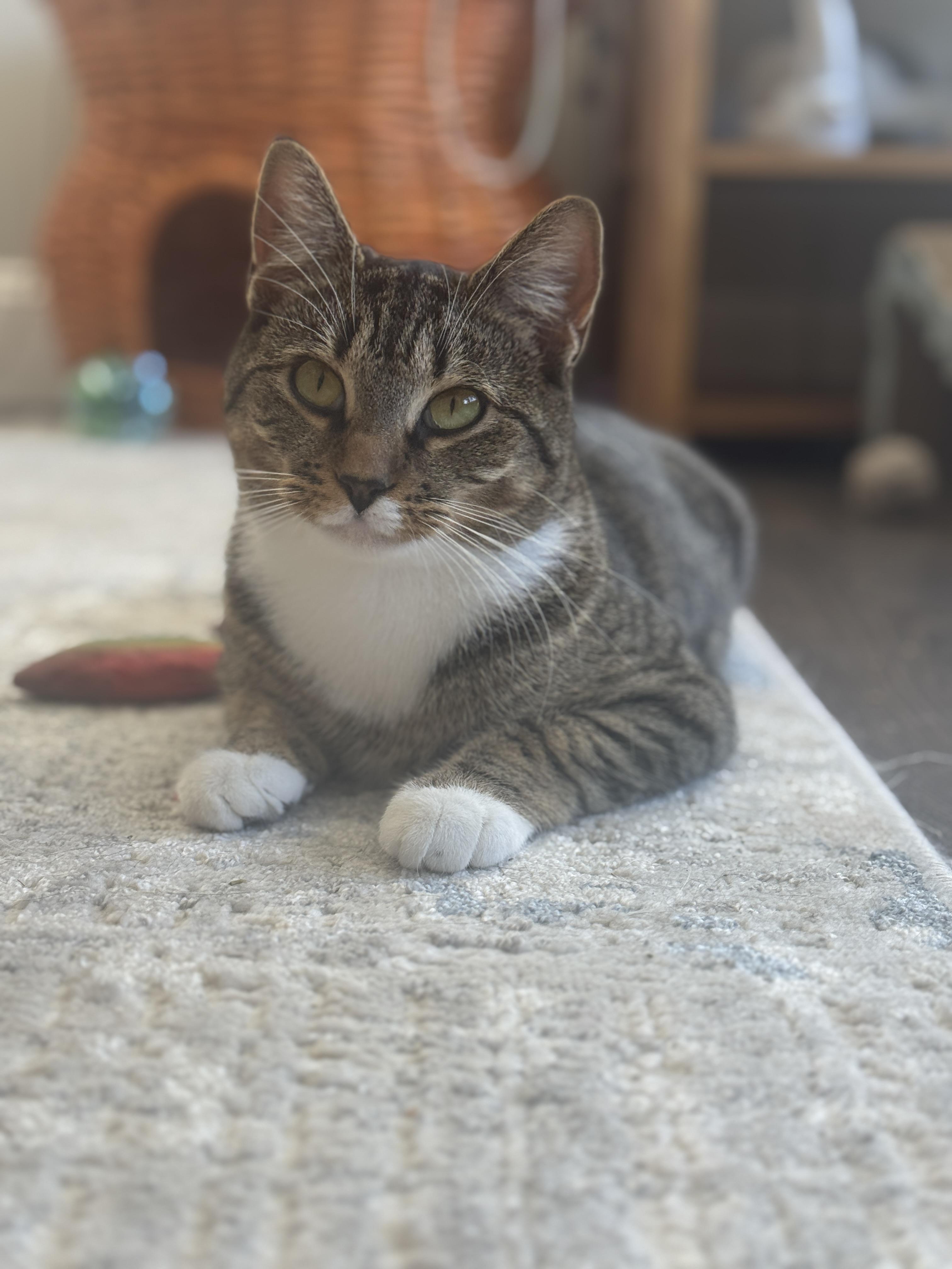 Enlarge Cranberry, a Adoptable Domestic Short Hair in Sturbridge, MA image 1/5