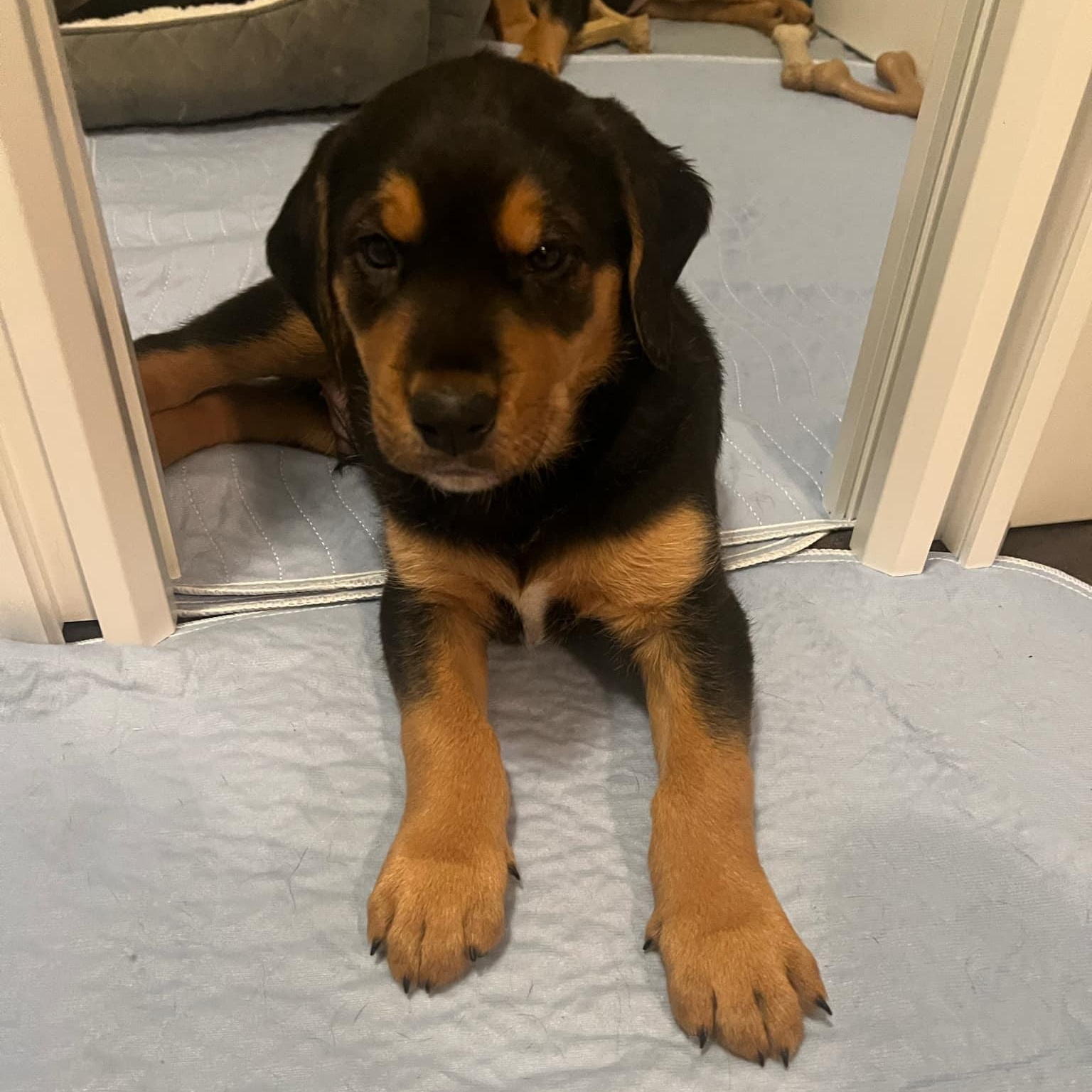 Simon *Reduced Fee Option, a Adopted mixed breed in batesburg-leesville, SC image 1/6