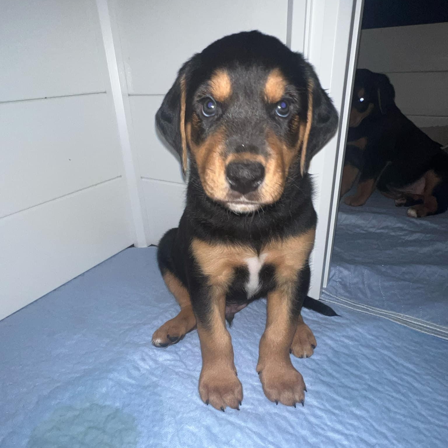 Simon *Reduced Fee Option, a Adopted mixed breed in batesburg-leesville, SC image 2/6