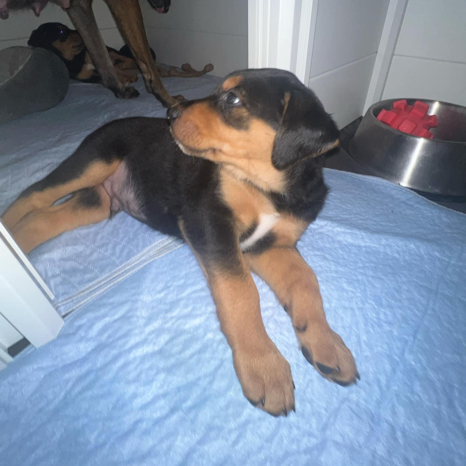 Simon *Reduced Fee Option, a Adopted mixed breed in batesburg-leesville, SC image 3/6