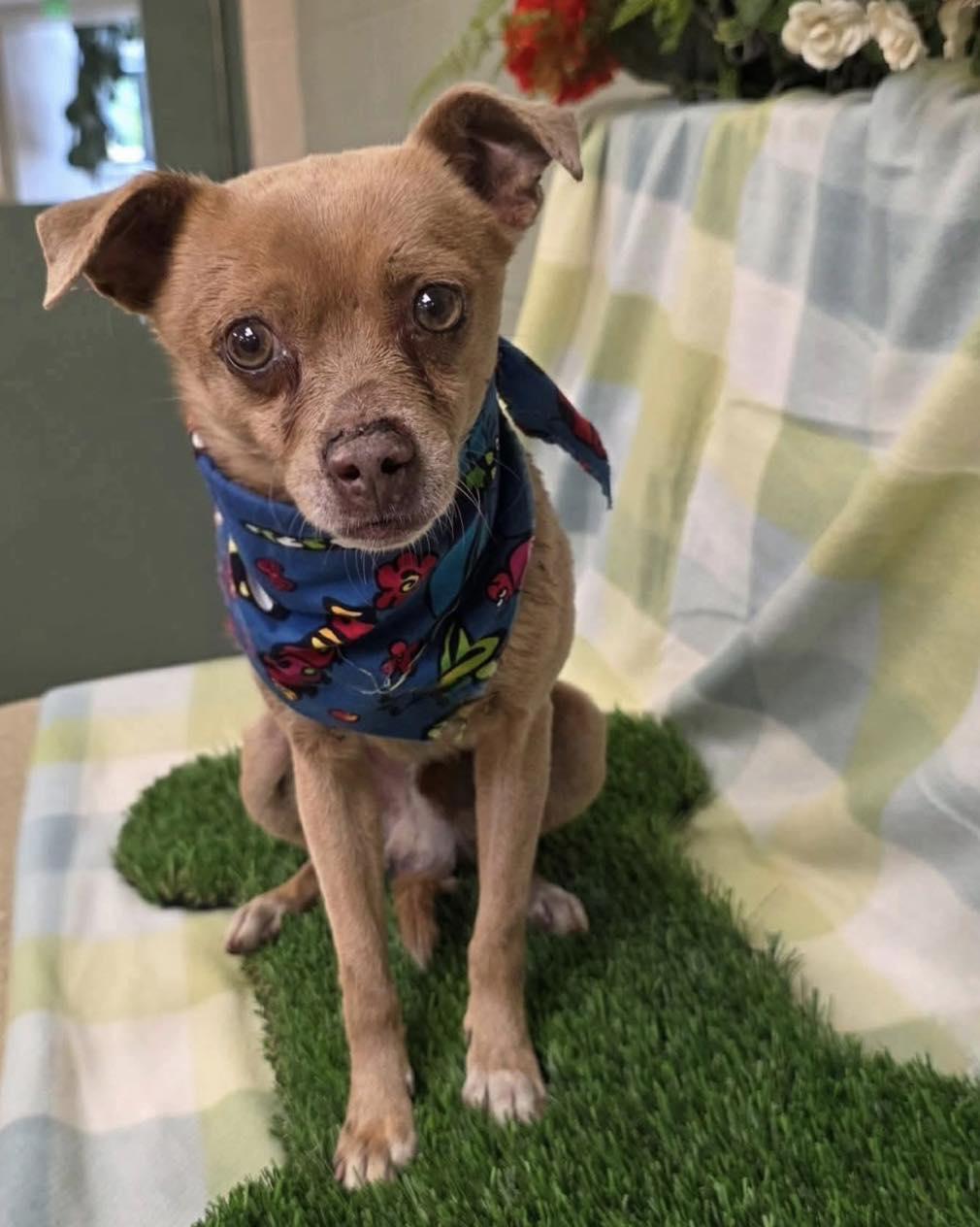 Enlarge *Nelson Toothpaste, a Adoptable mixed breed in Pittsburg, CA image 3/3