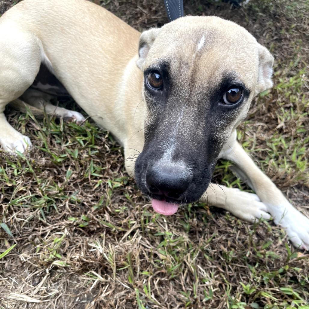 Khols, Adoptable, Young Female Terrier.