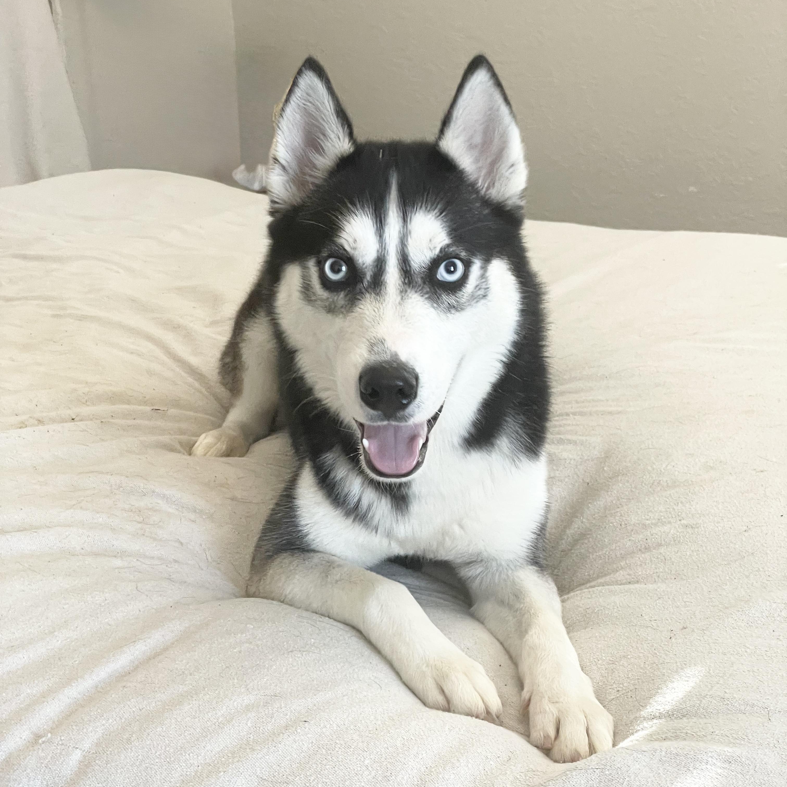 Enlarge Amazing Jericho , a ADOPTABLE Siberian Husky in West Hartford , CT image 4/5