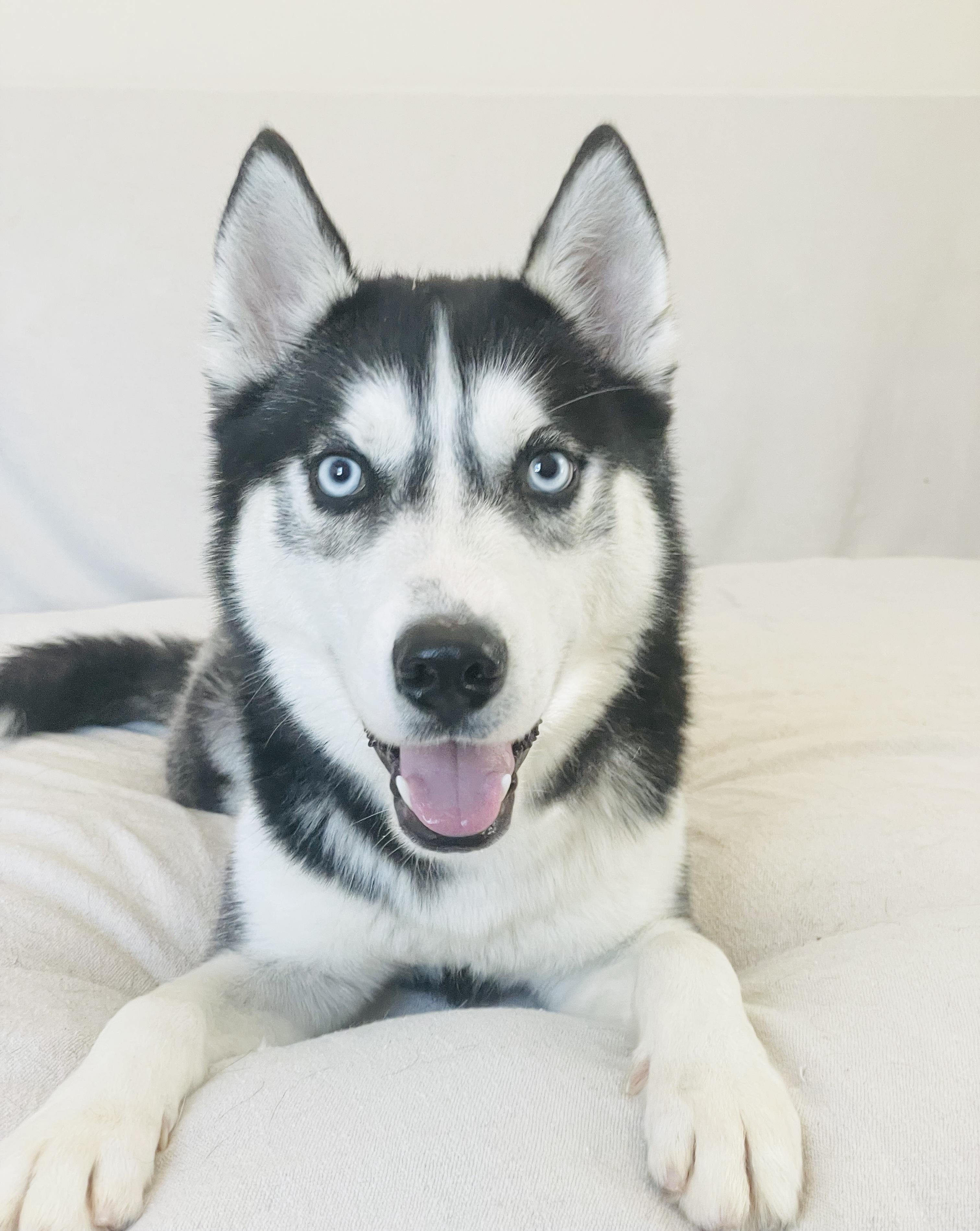 Amazing Jericho , ADOPTABLE, Young Male Siberian Husky.