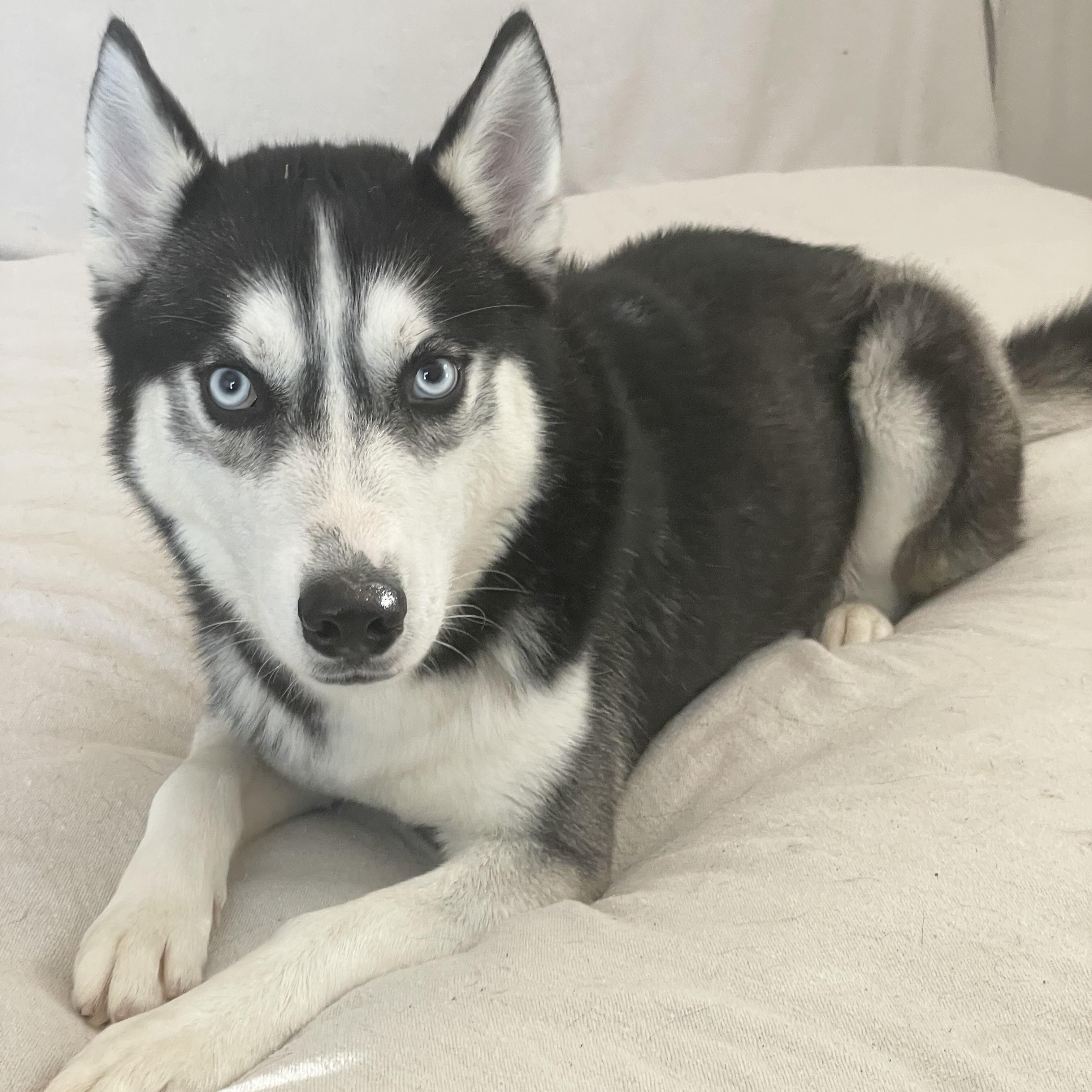 Enlarge Amazing Jericho , a ADOPTABLE Siberian Husky in West Hartford , CT image 2/5