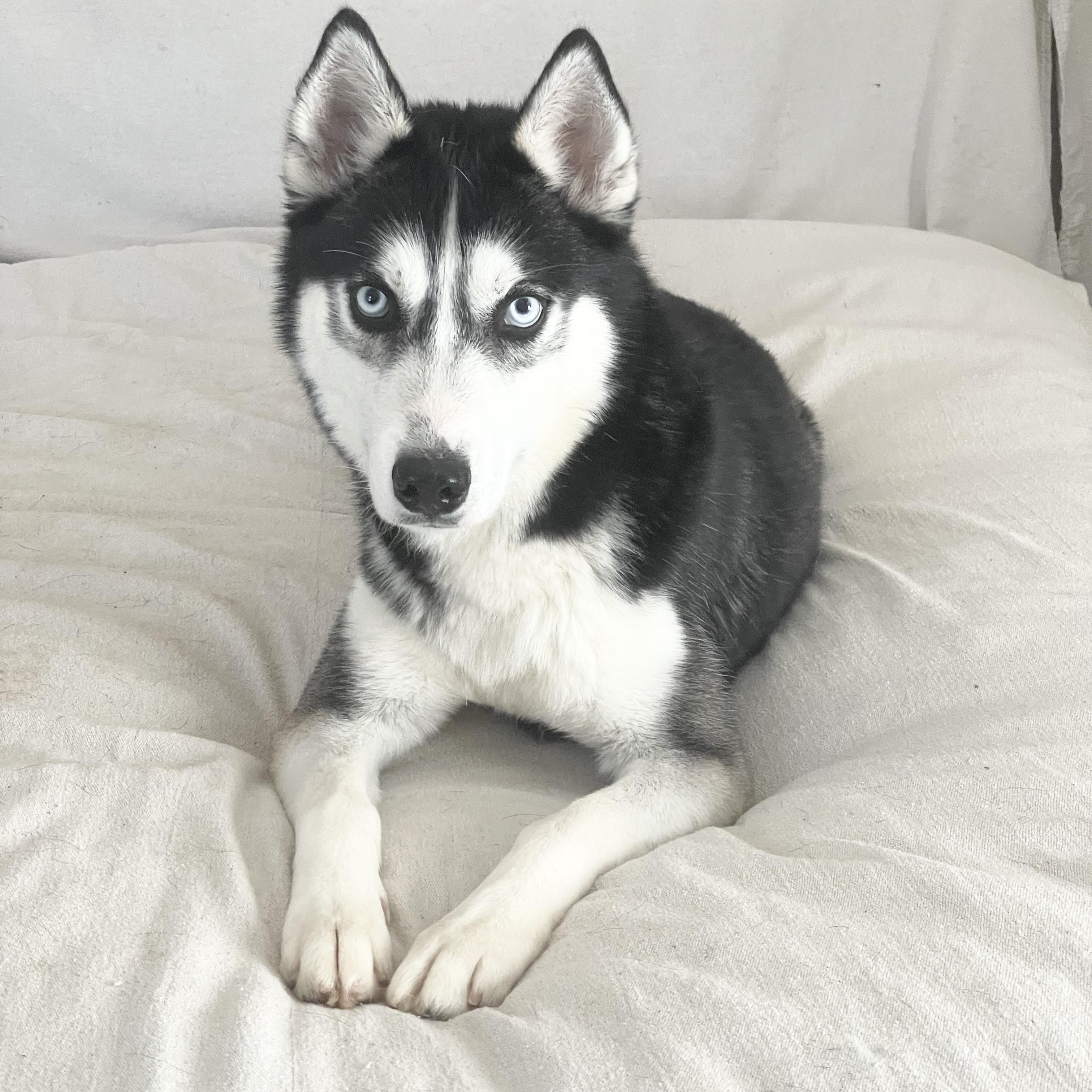 Enlarge Amazing Jericho , a ADOPTABLE Siberian Husky in West Hartford , CT image 3/5