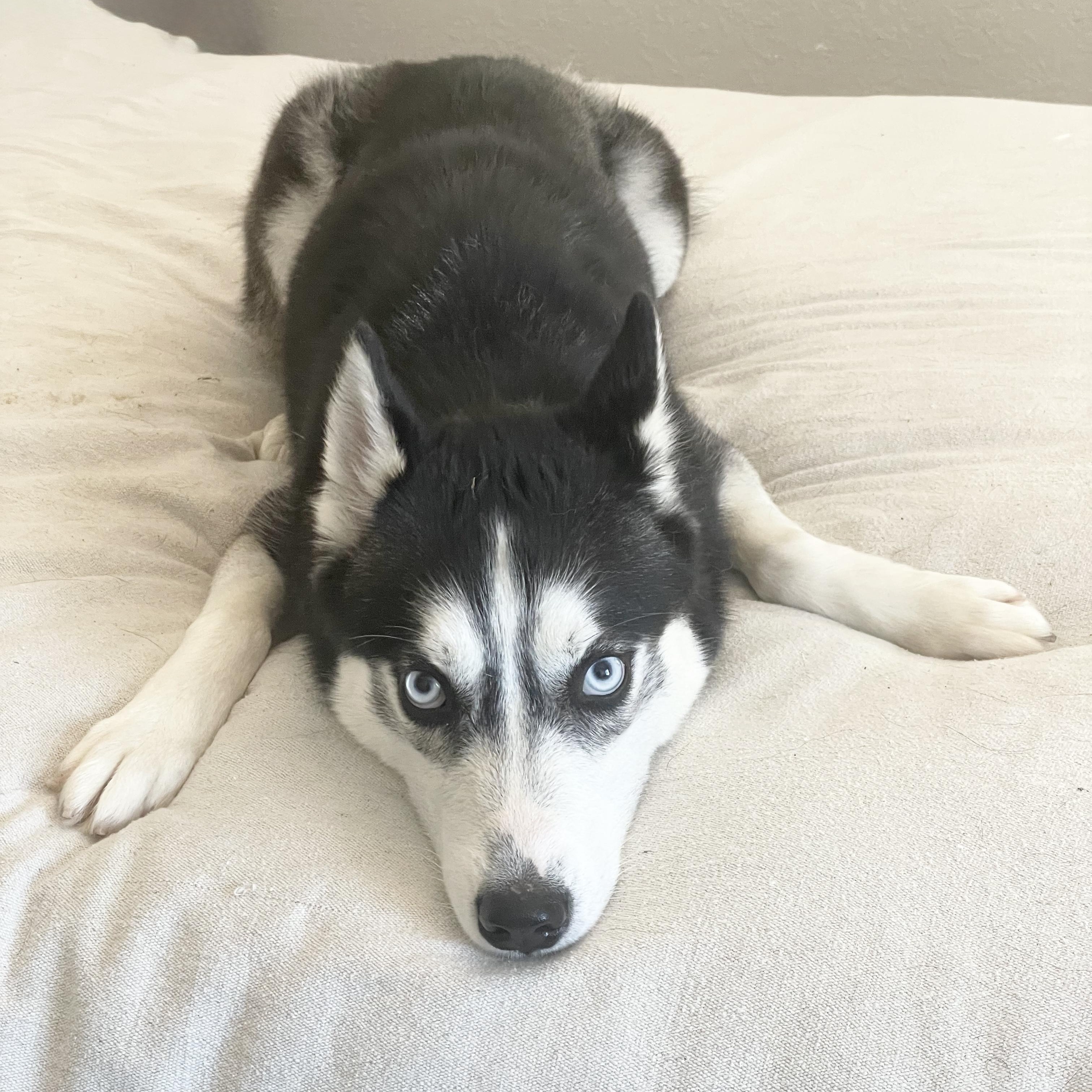 Enlarge Amazing Jericho , a ADOPTABLE Siberian Husky in West Hartford , CT image 5/5