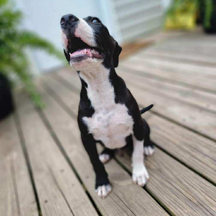 Tito 2.0 photo 4
