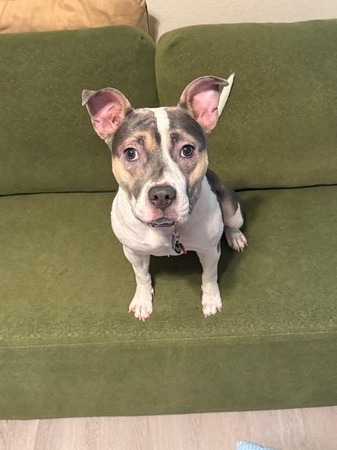 Zia, Adoptable, Young Female Bull Terrier.