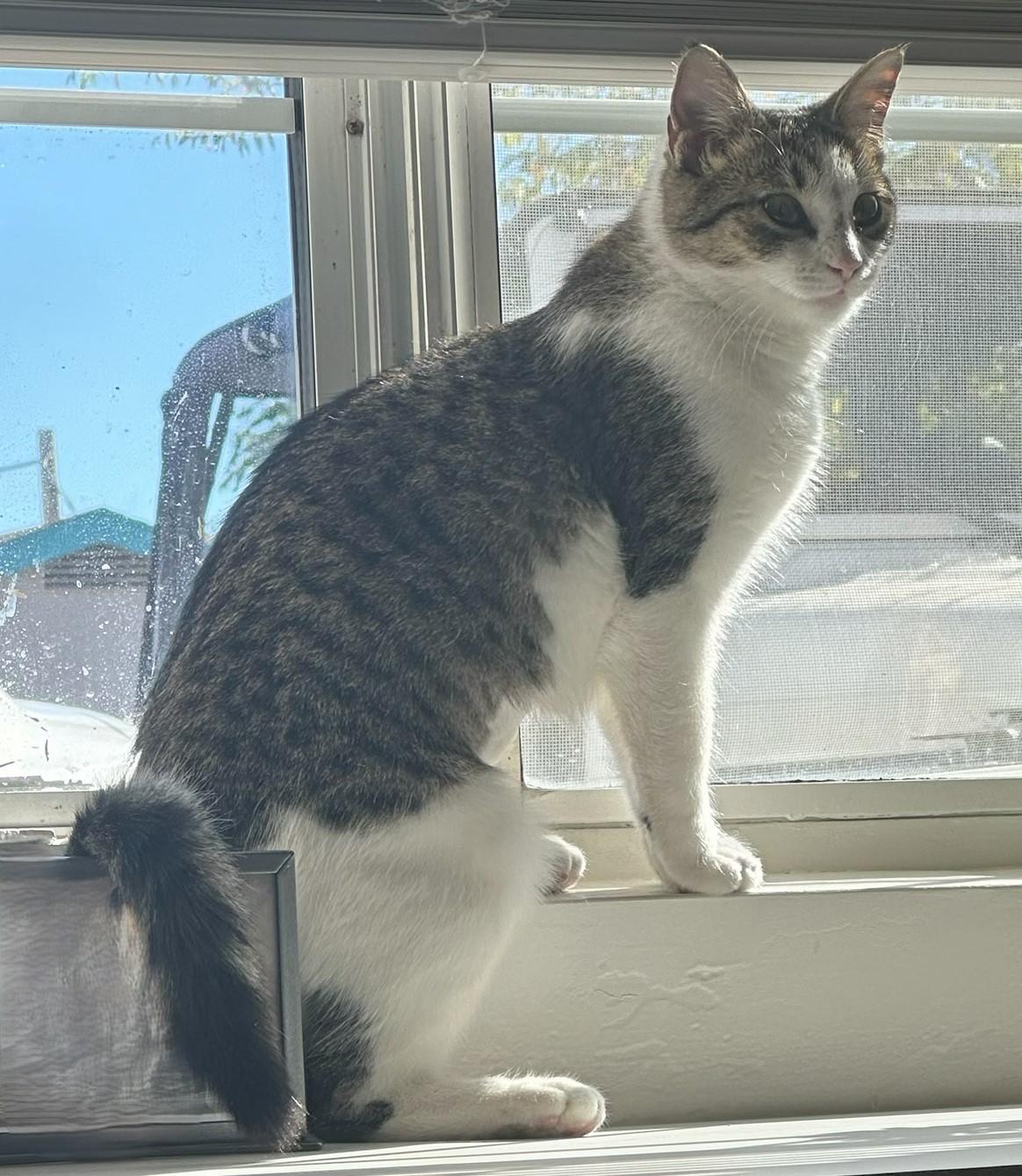 Cici – The Sweet Little Survivor Looking for Love - Courtesy Listing, a ADOPTABLE Domestic Short Hair in Prescott, AZ image 1/4